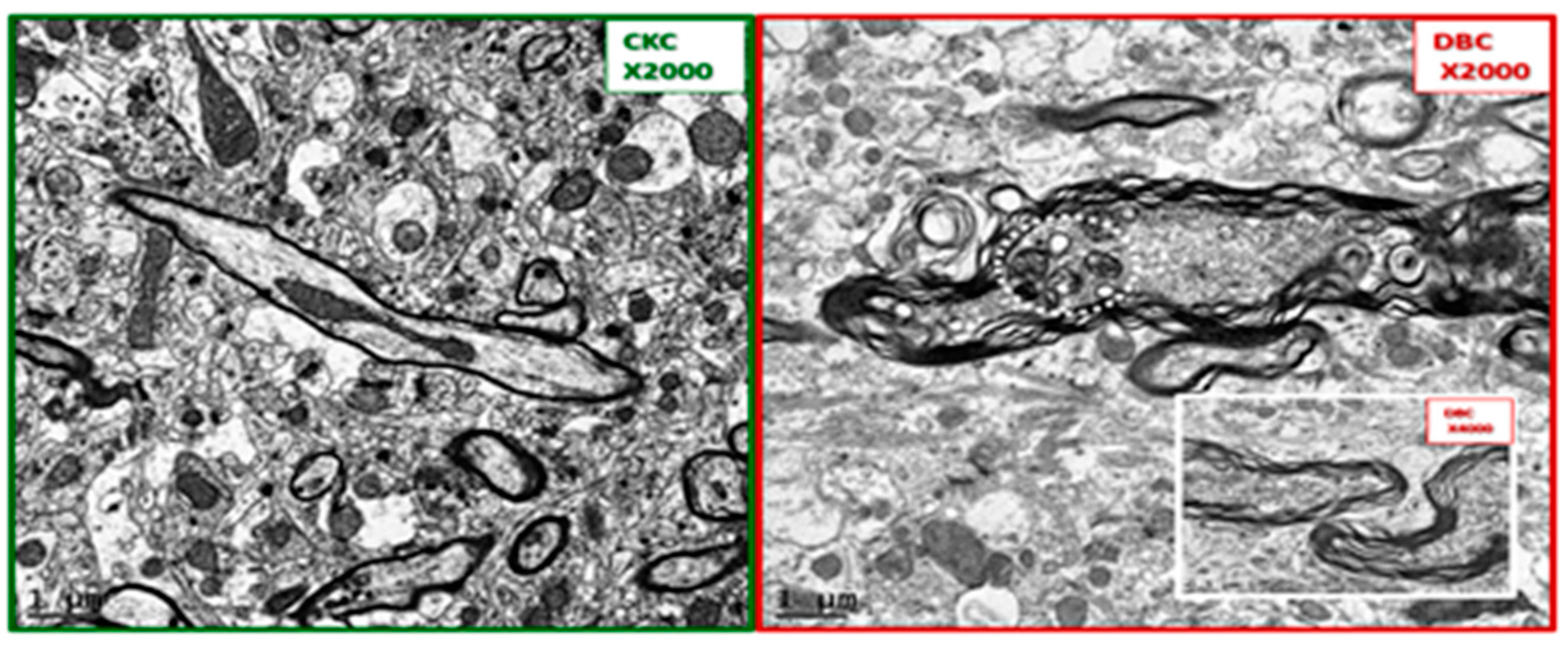 Neuroglia 01 00024 g002