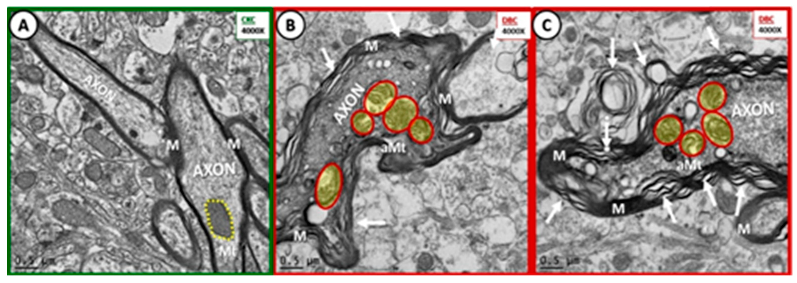 Neuroglia 01 00024 g003