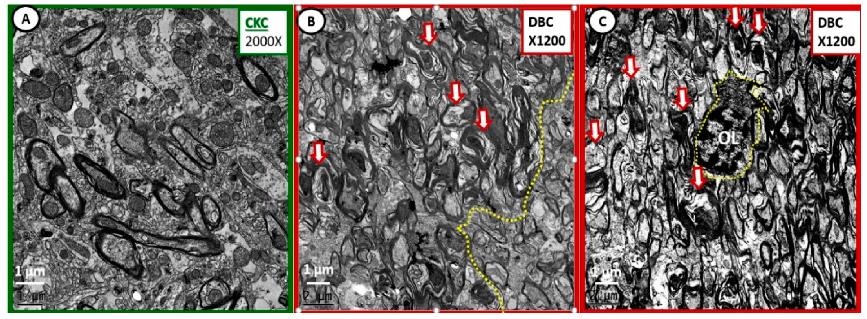 Neuroglia 01 00024 g006