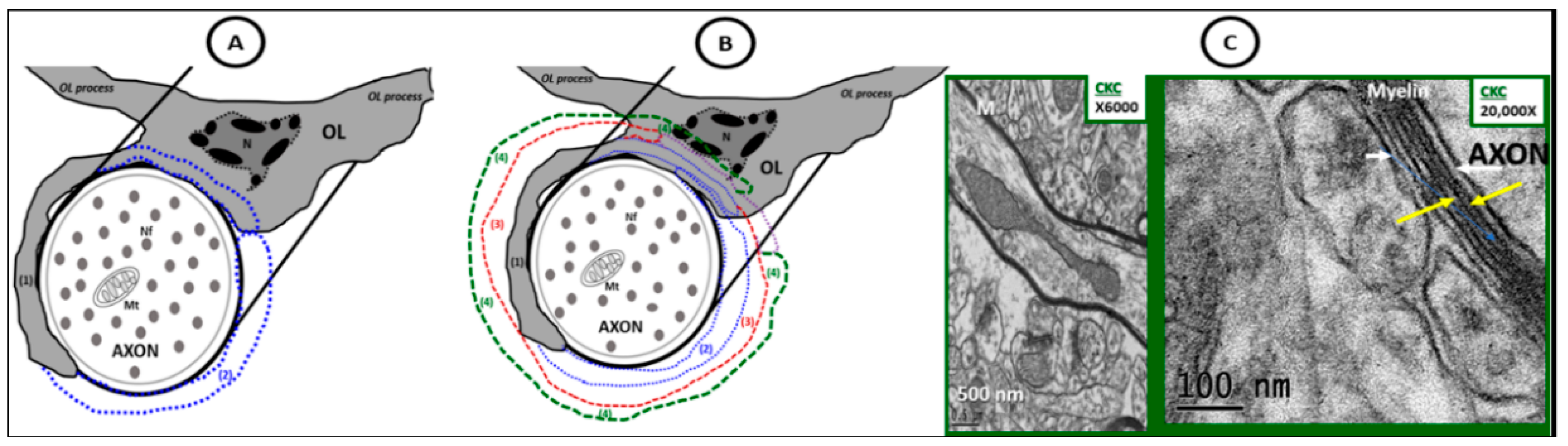 Neuroglia 01 00024 g011