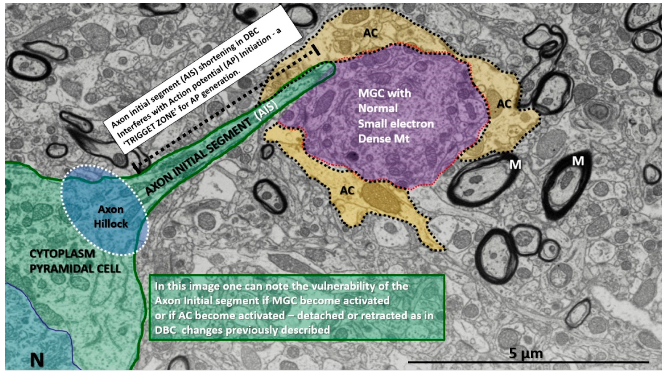 Neuroglia 01 00024 g013