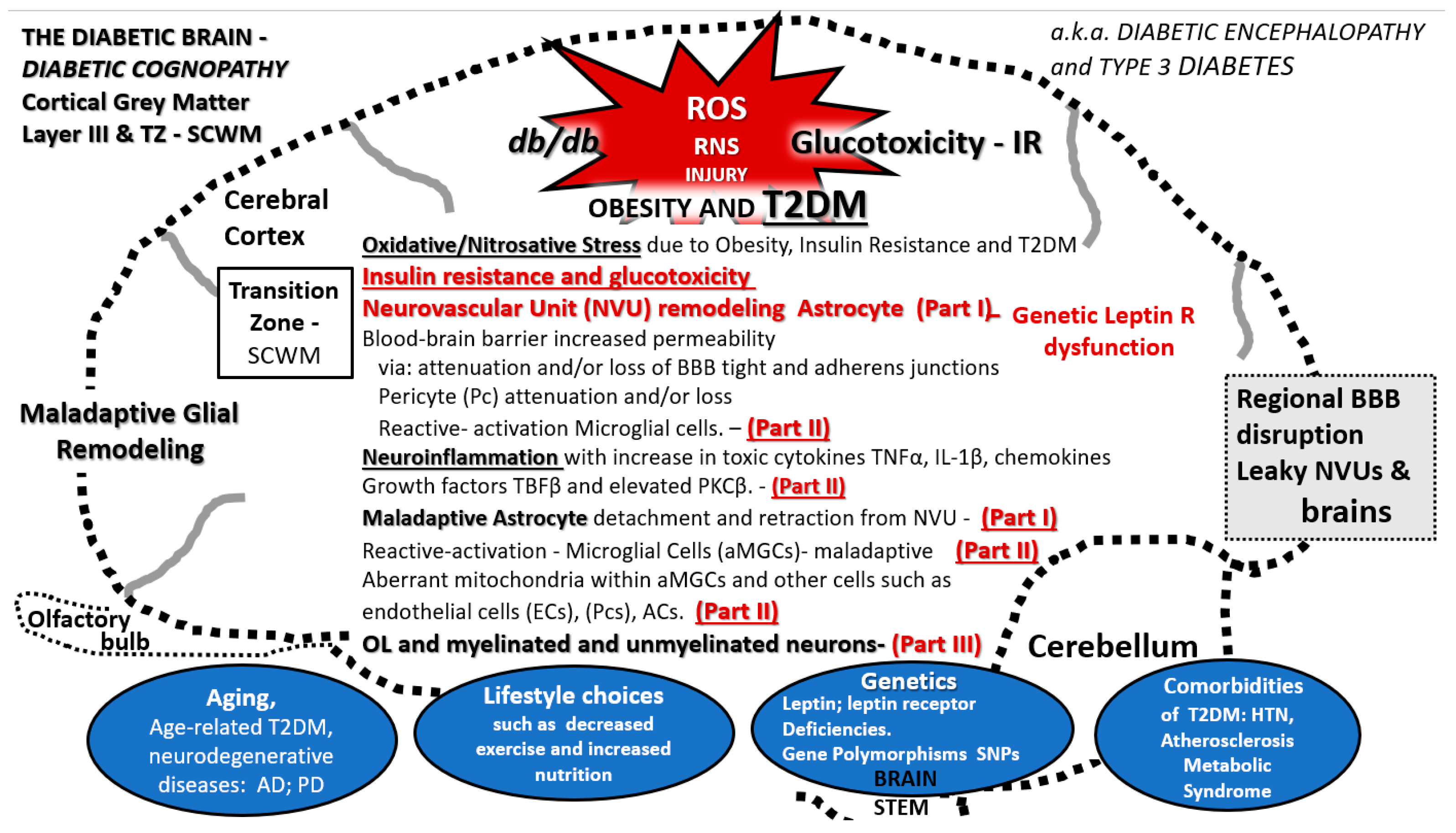Neuroglia 01 00024 g015
