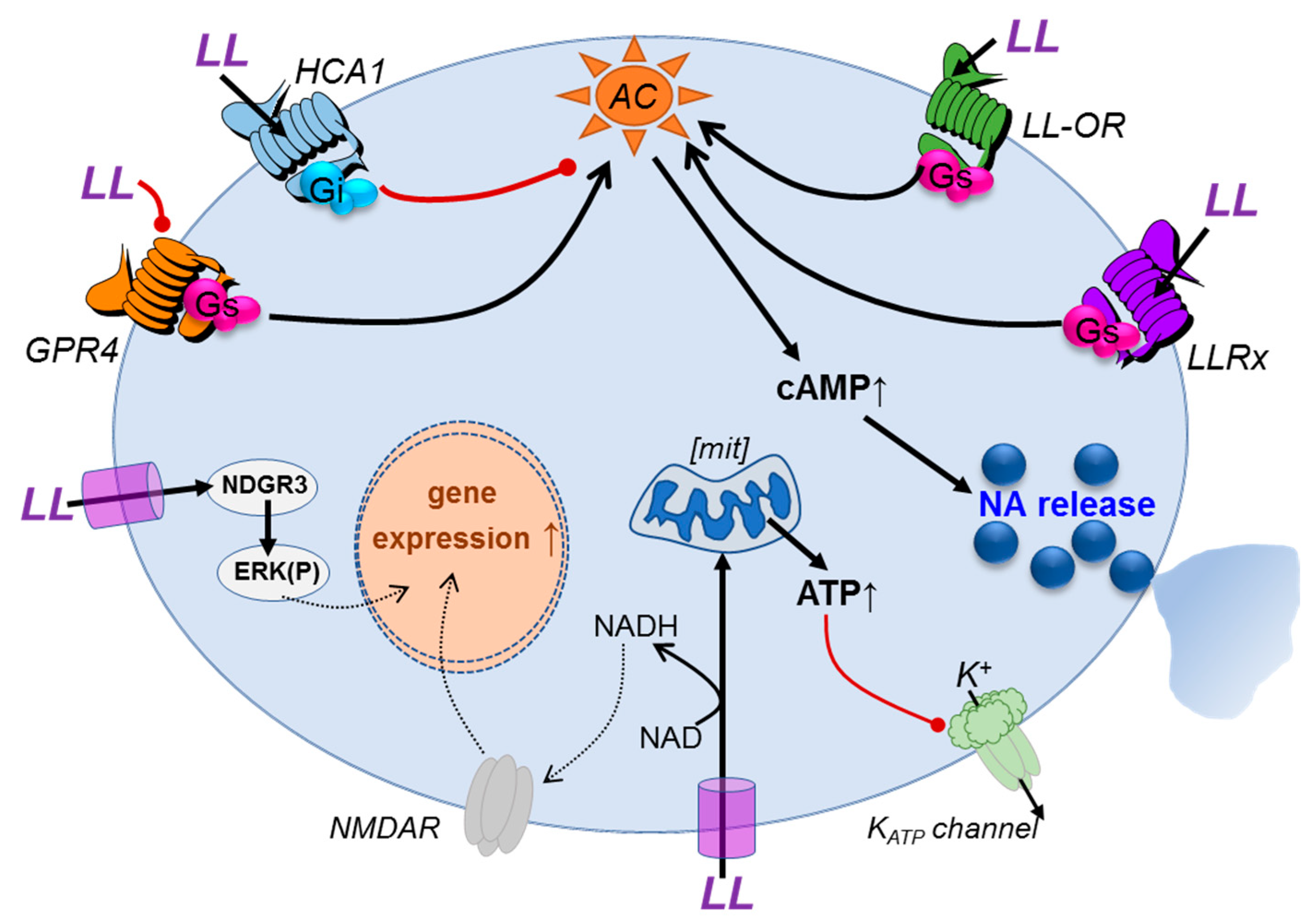 Neuroglia 01 00025 g001 Neuroglia 01 00025 g001