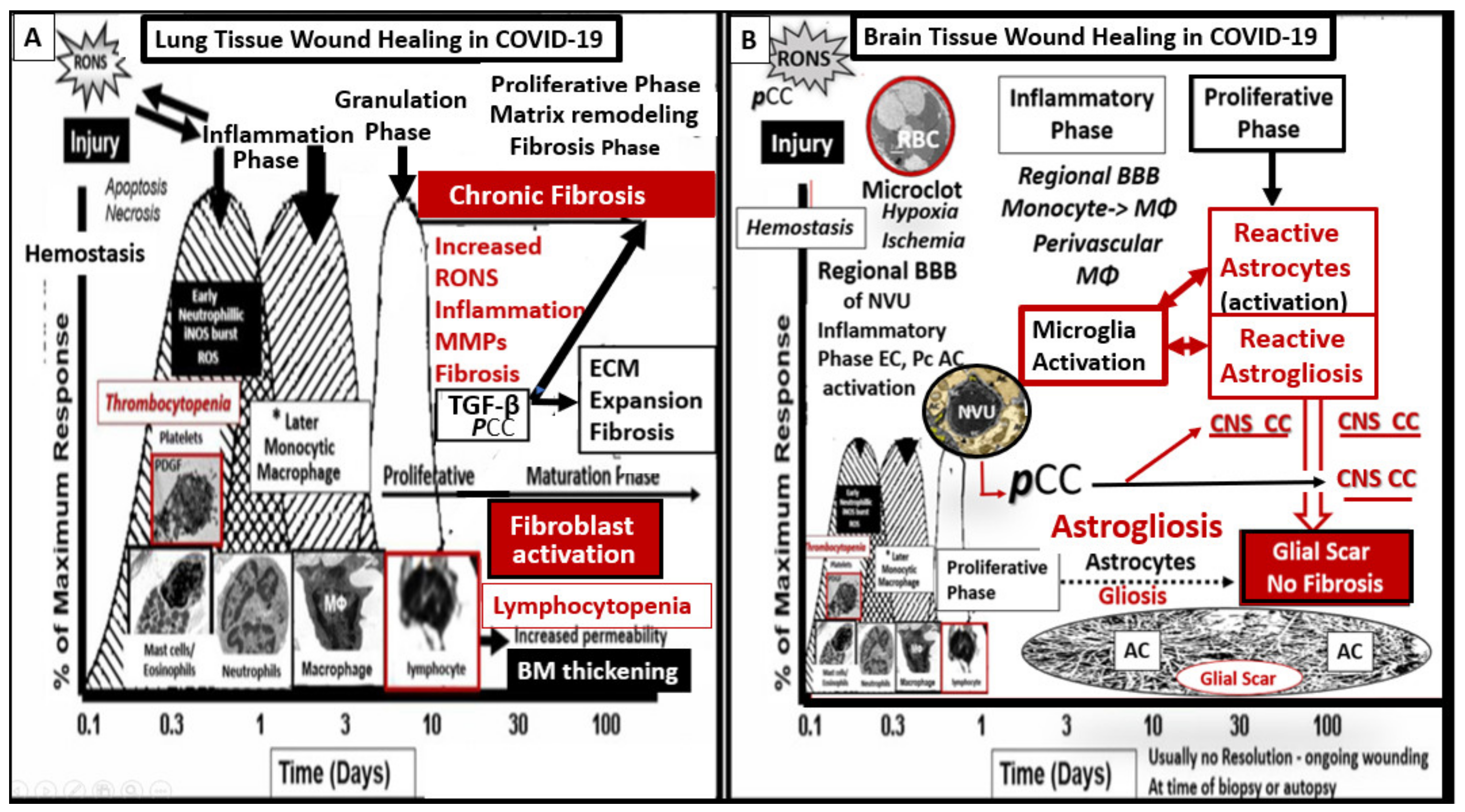 Neuroglia 02 00004 g002 550