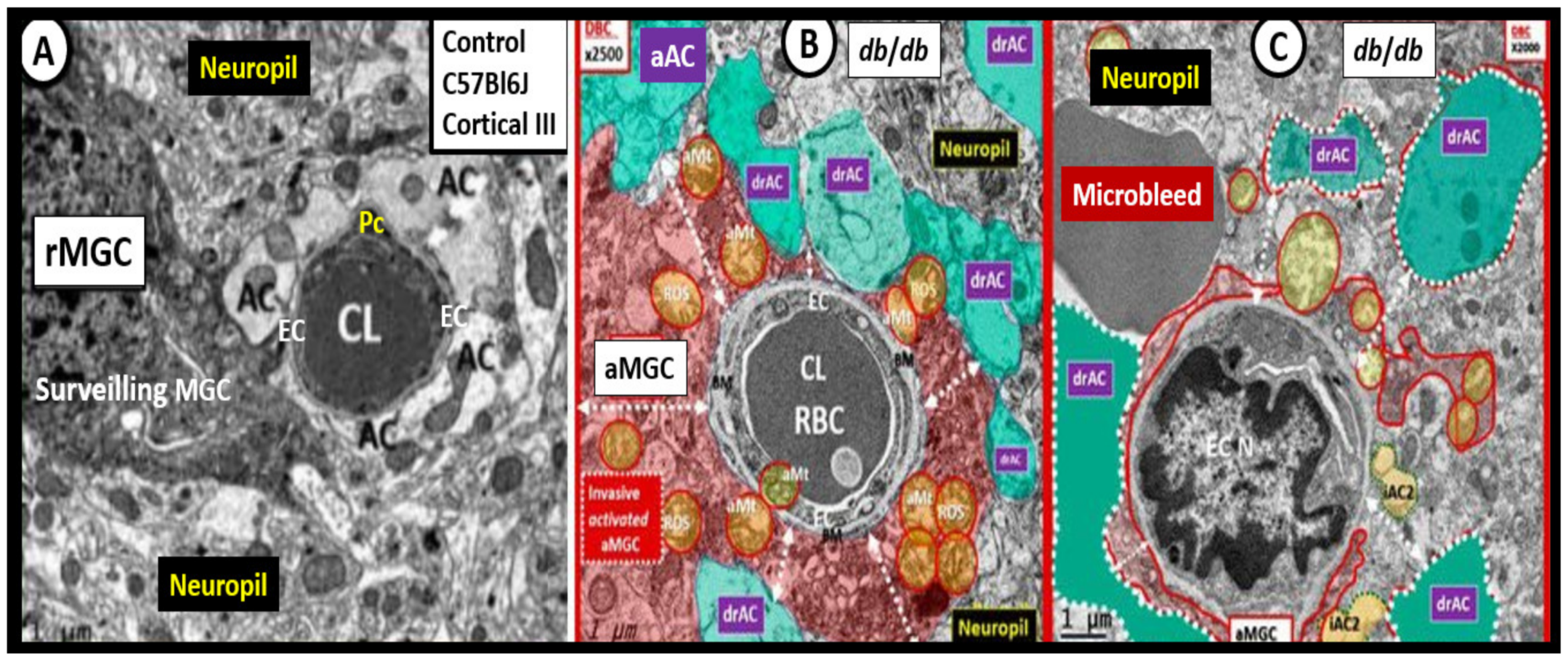 Neuroglia 02 00004 g005 550