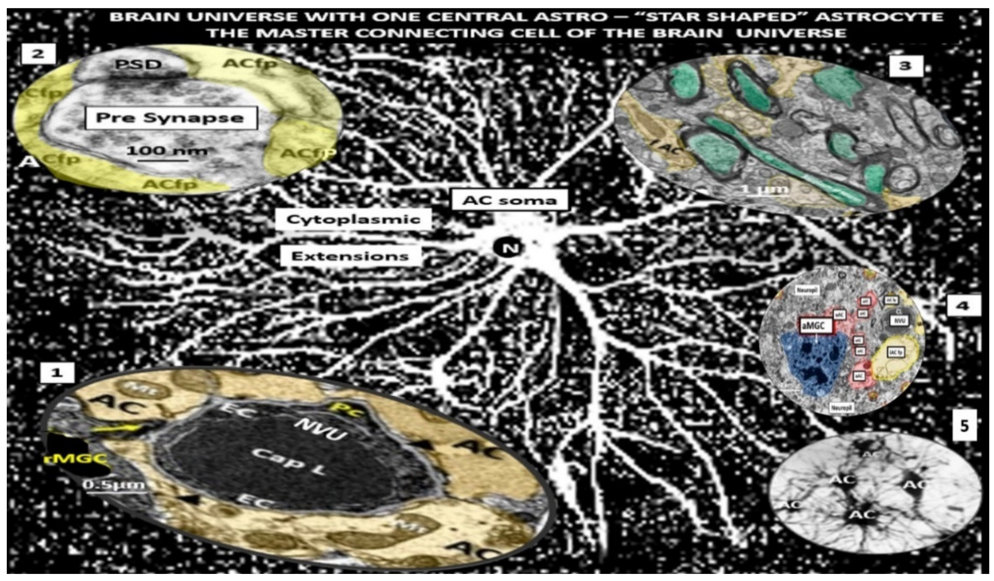 Neuroglia 02 00004 g006 550