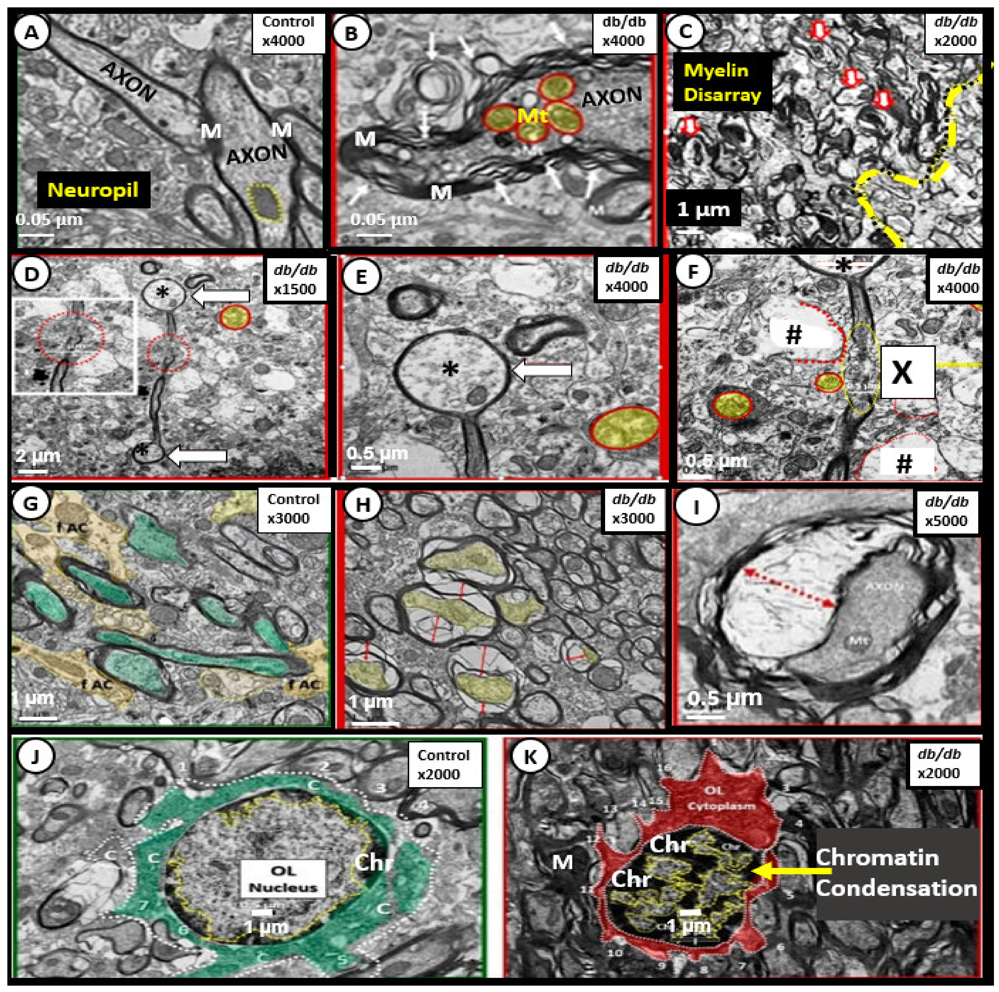 Neuroglia 02 00004 g007 550