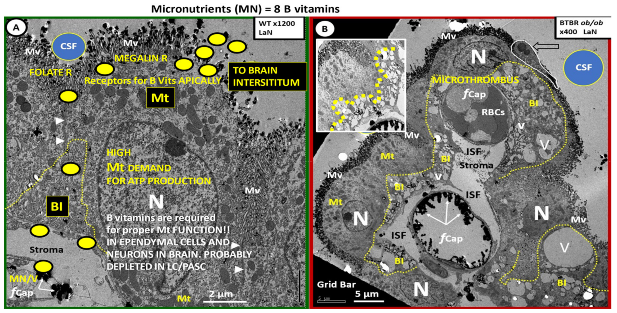 Neuroglia 02 00004 g010 550