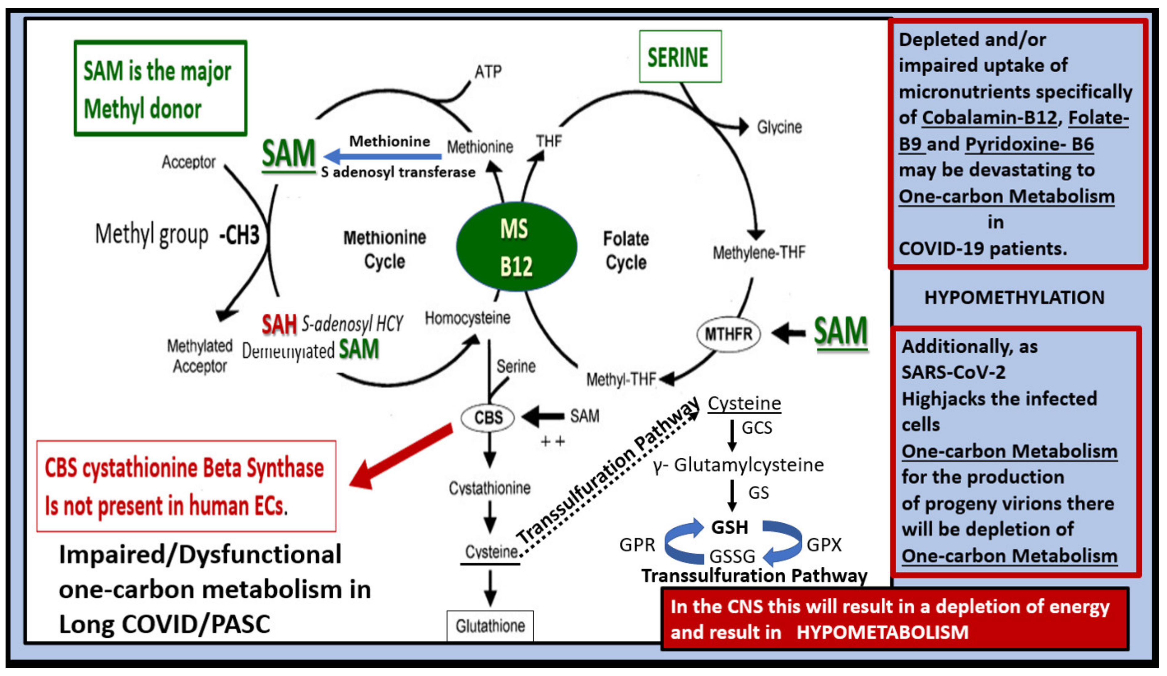 Neuroglia 02 00004 g012 550