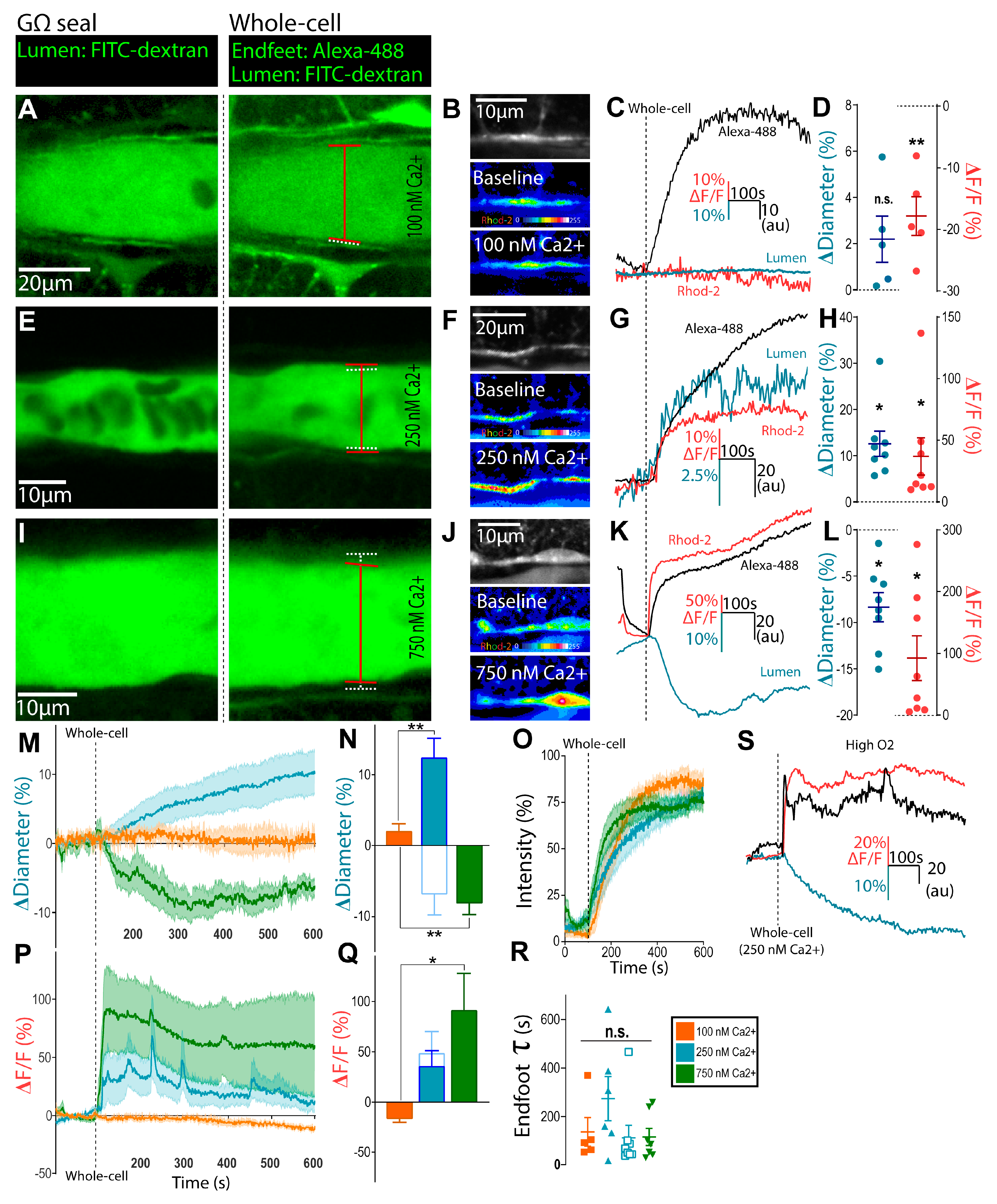 Neuroglia 02 00006 g001 550