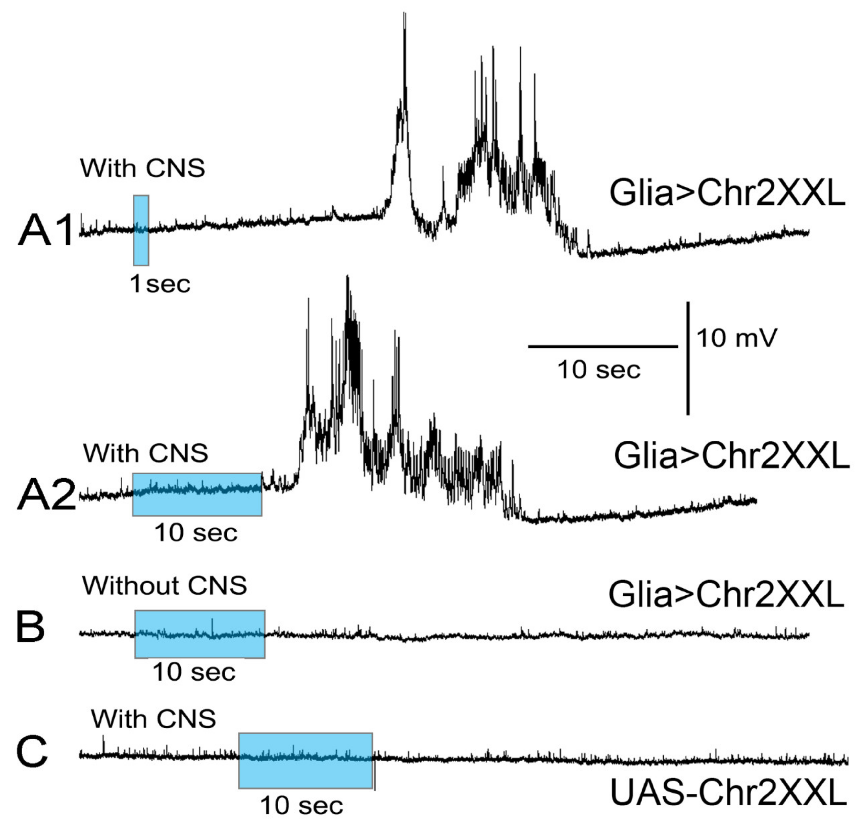 Neuroglia 02 00007 g001 Neuroglia 02 00007 g001