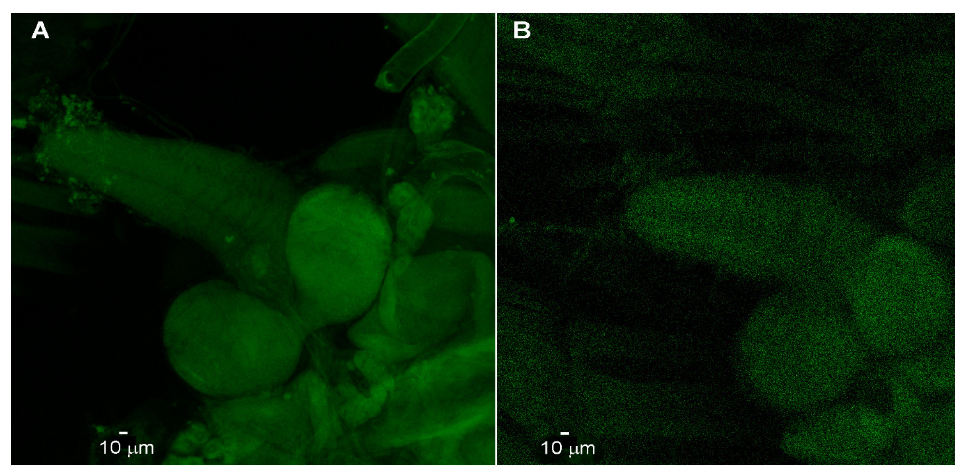 Neuroglia 02 00007 g002 Neuroglia 02 00007 g002