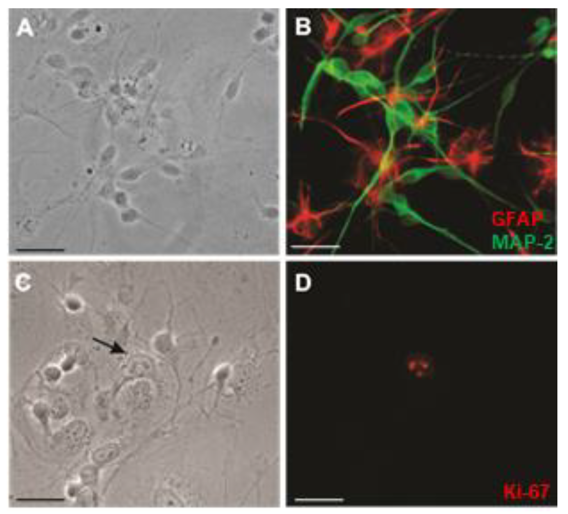 Neuroglia 02 00008 g001 Neuroglia 02 00008 g001