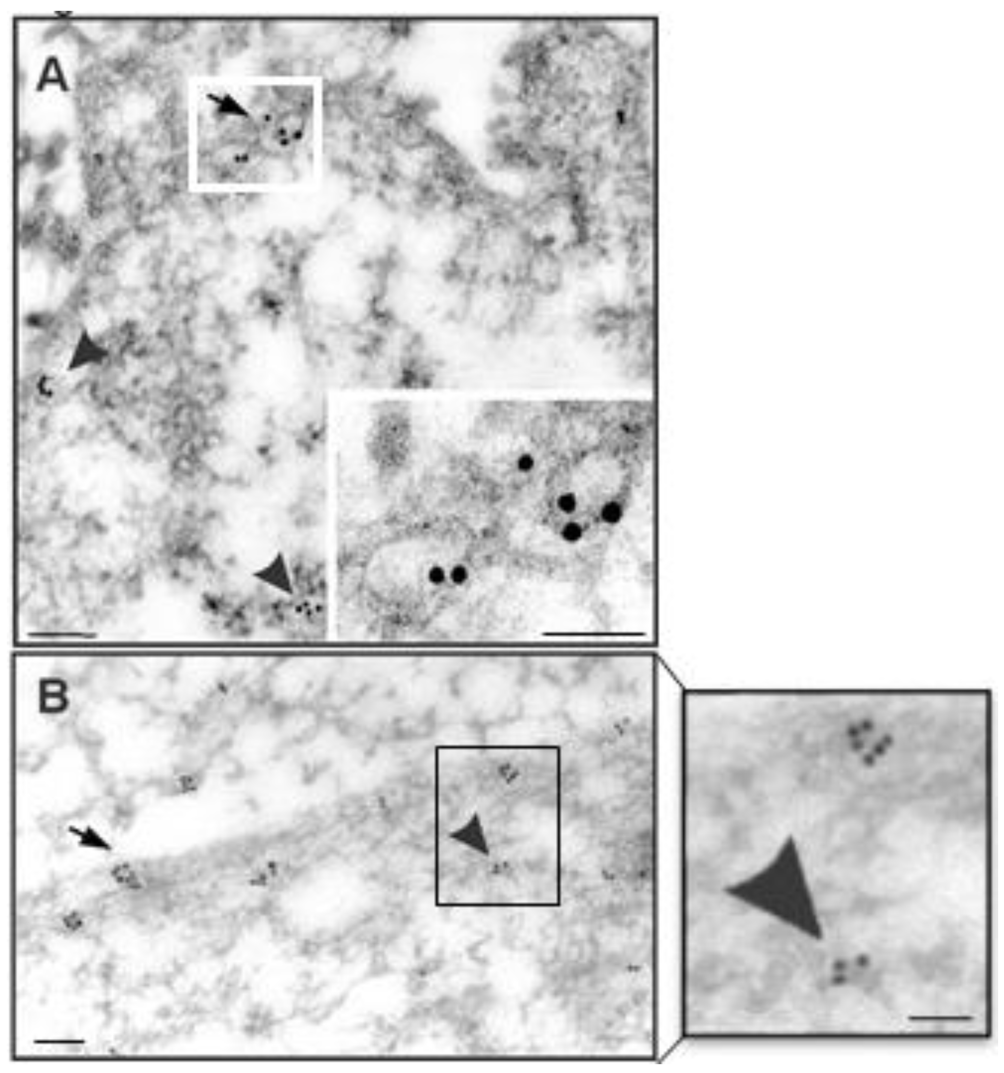 Neuroglia 02 00008 g005 Neuroglia 02 00008 g005