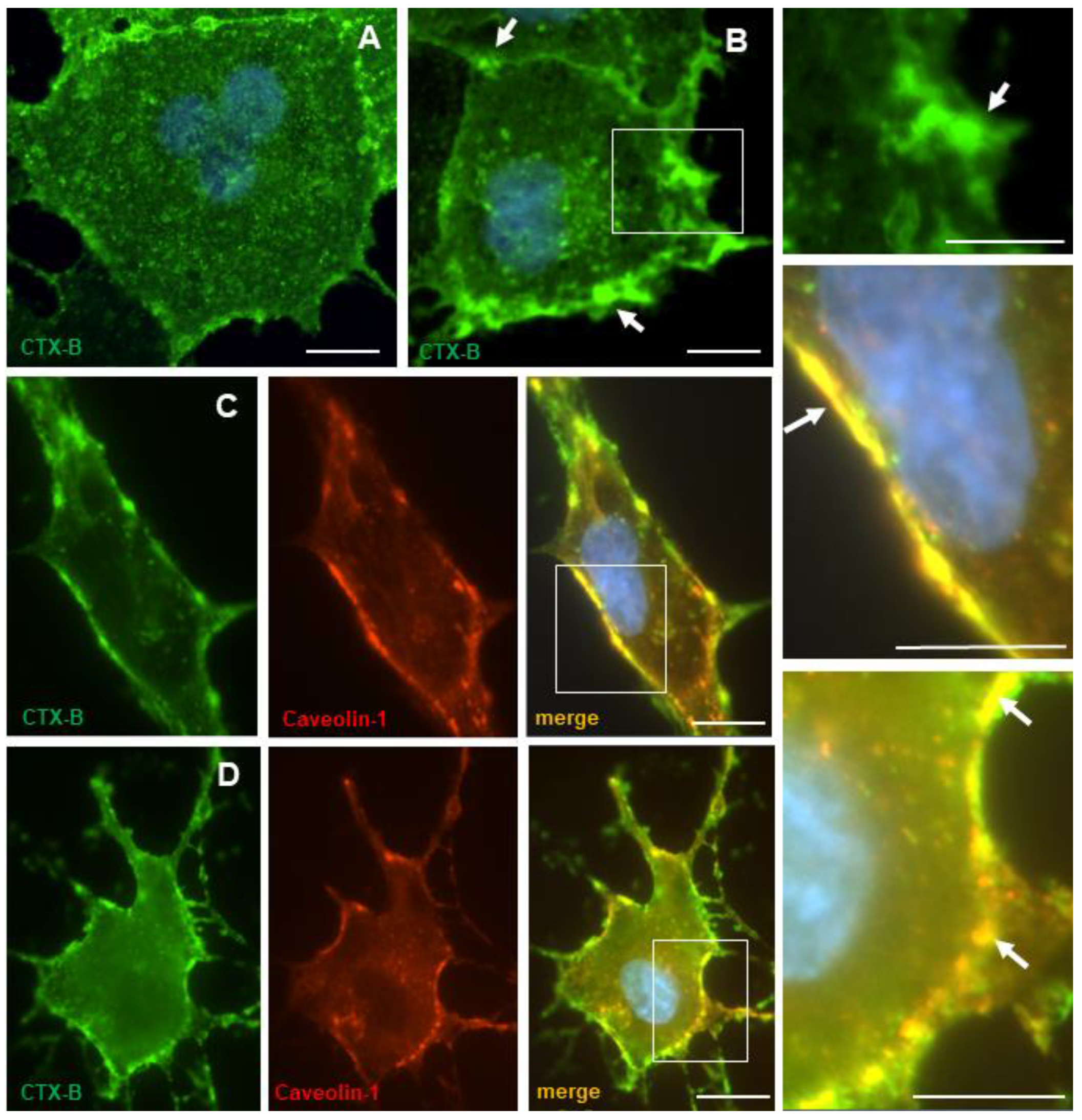 Neuroglia 02 00008 g006 Neuroglia 02 00008 g006