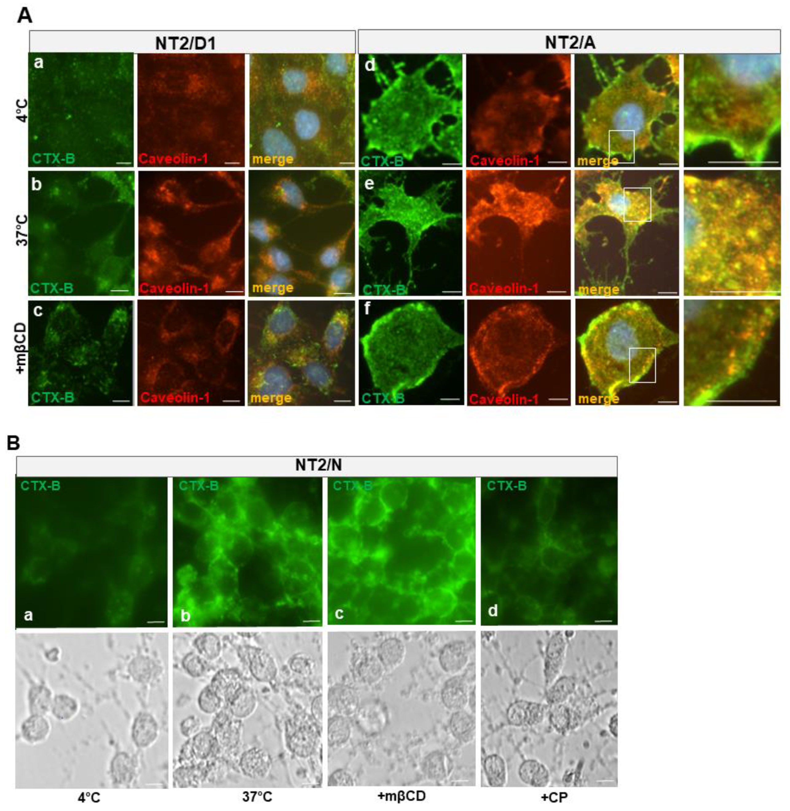 Neuroglia 02 00008 g007 Neuroglia 02 00008 g007