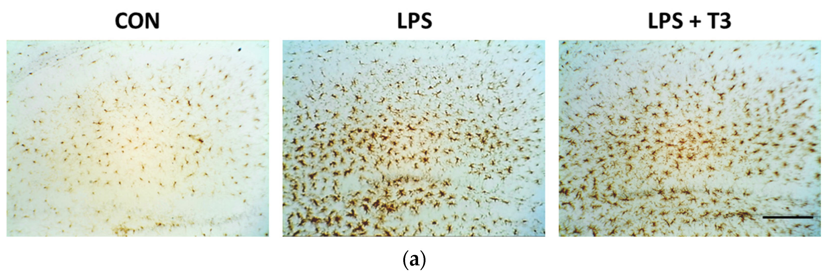 Neuroglia 02 00009 g002a 550