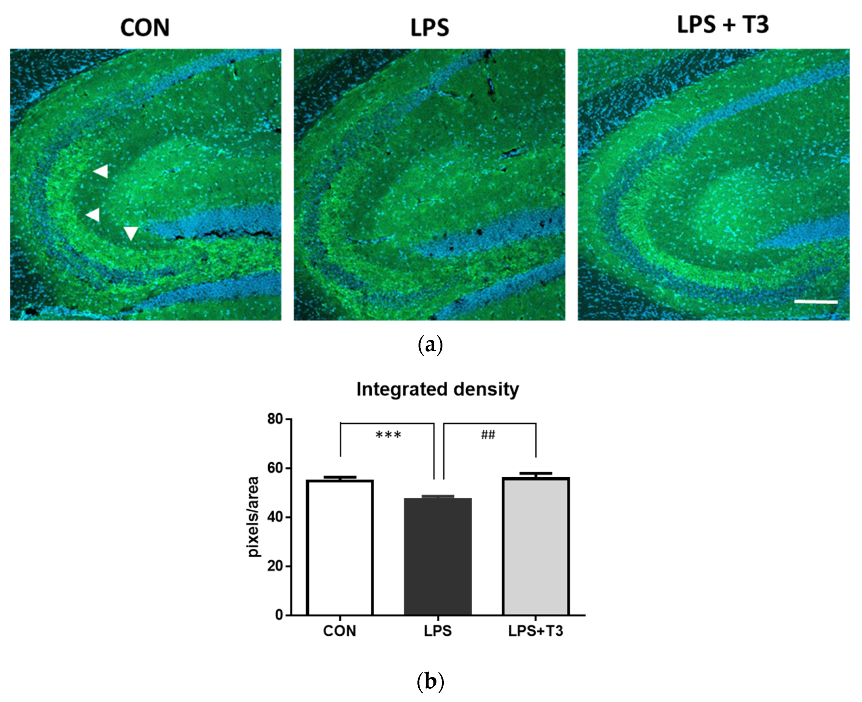 Neuroglia 02 00009 g004 550