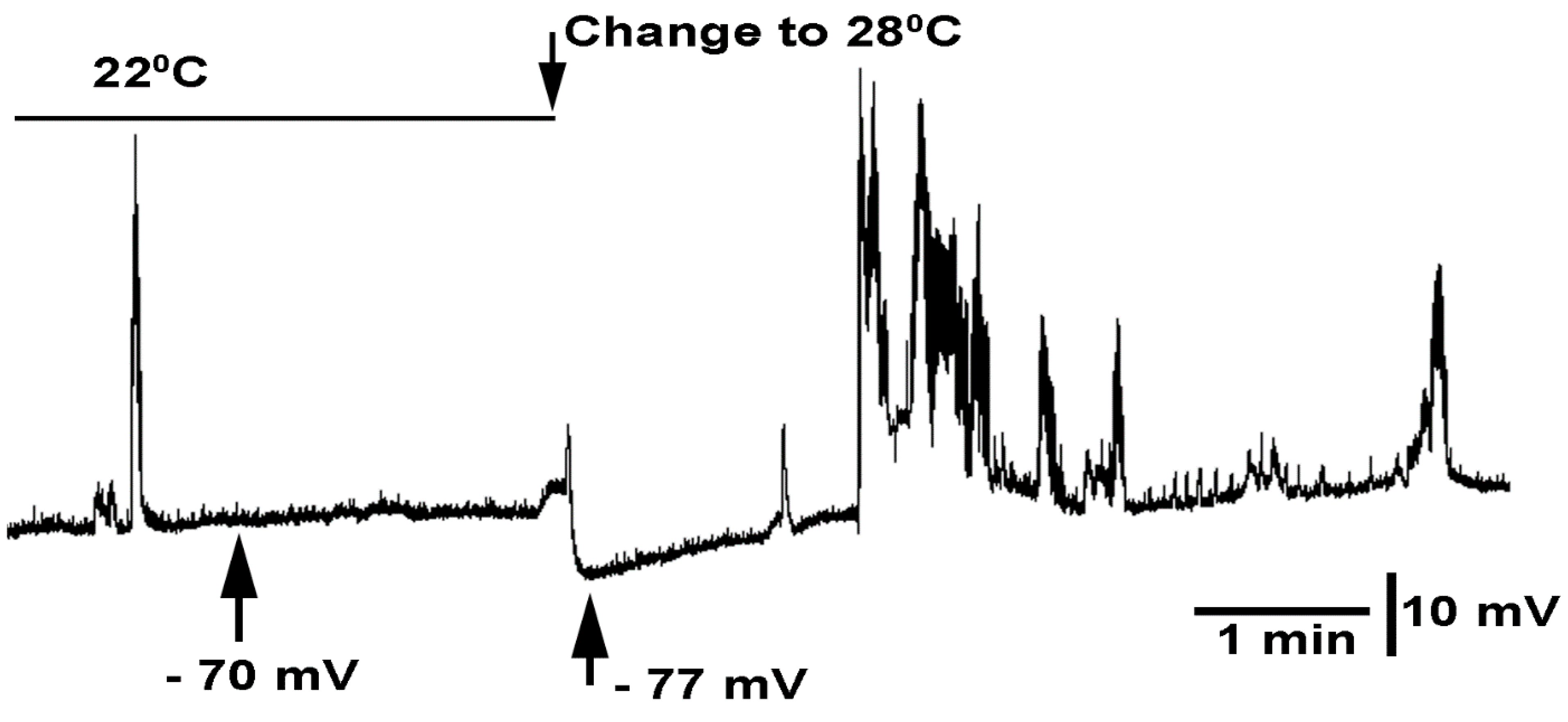 Neuroglia 03 00002 g007 Neuroglia 03 00002 g007