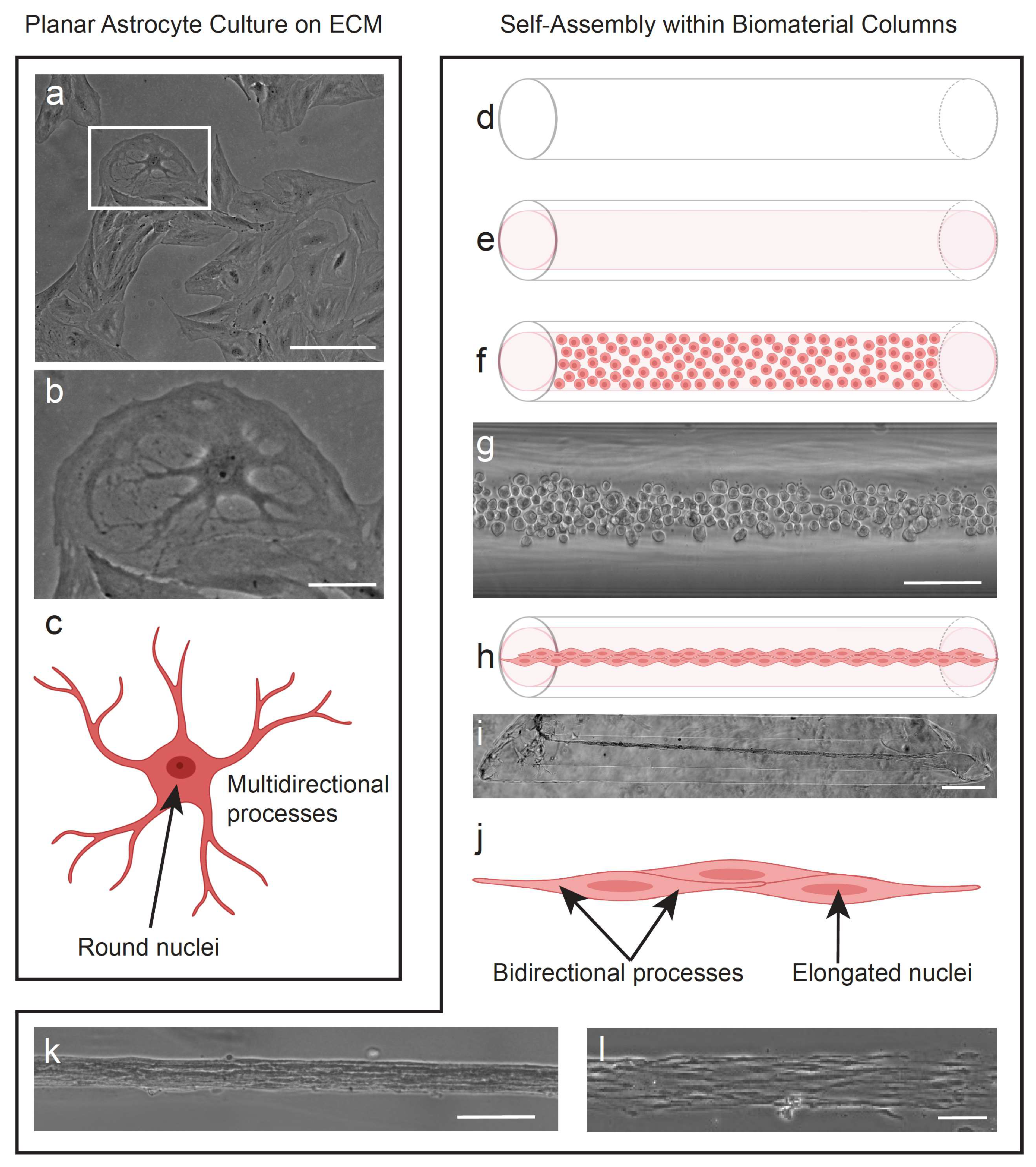Neuroglia 03 00003 g001