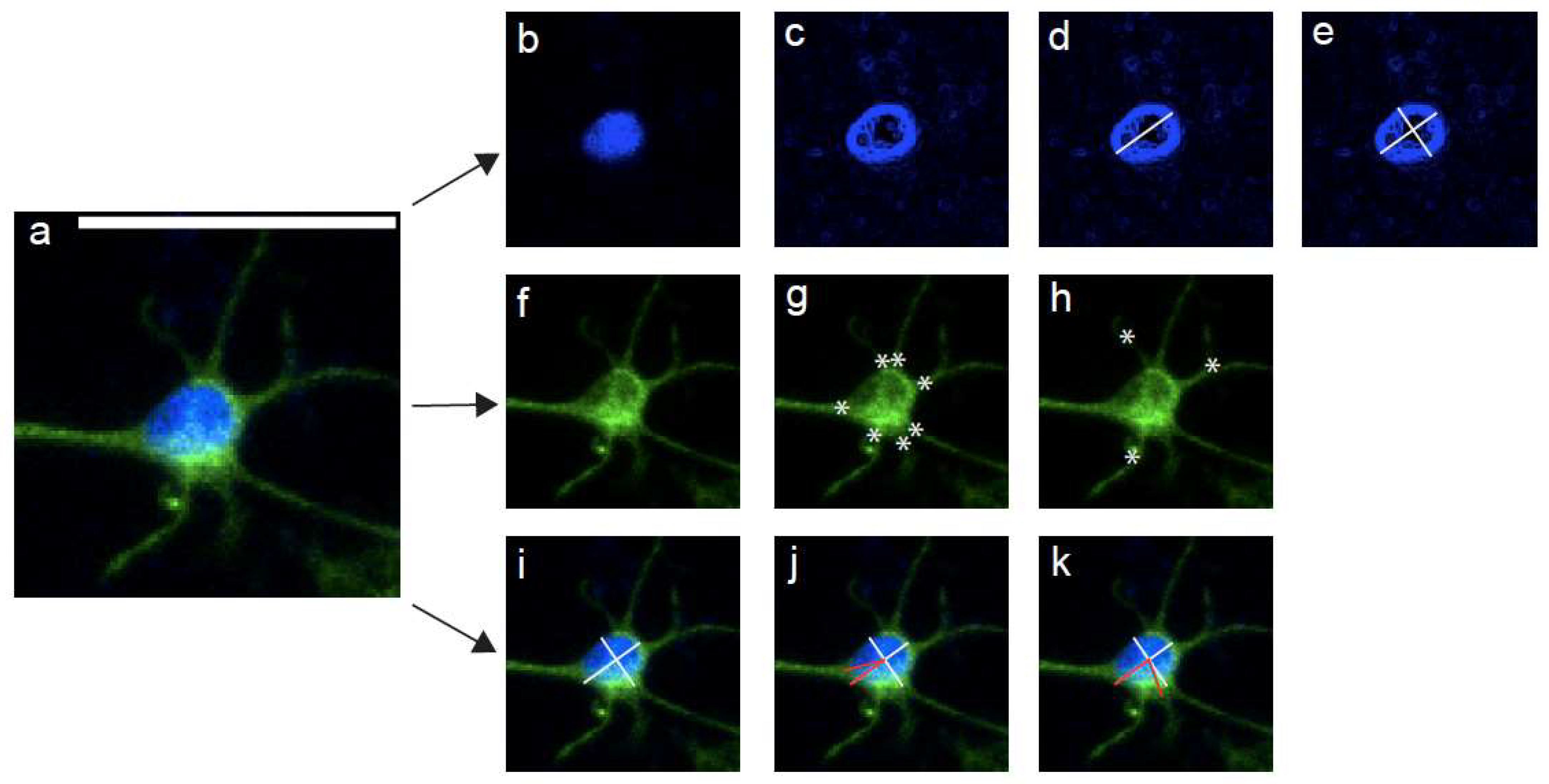 Neuroglia 03 00003 g002