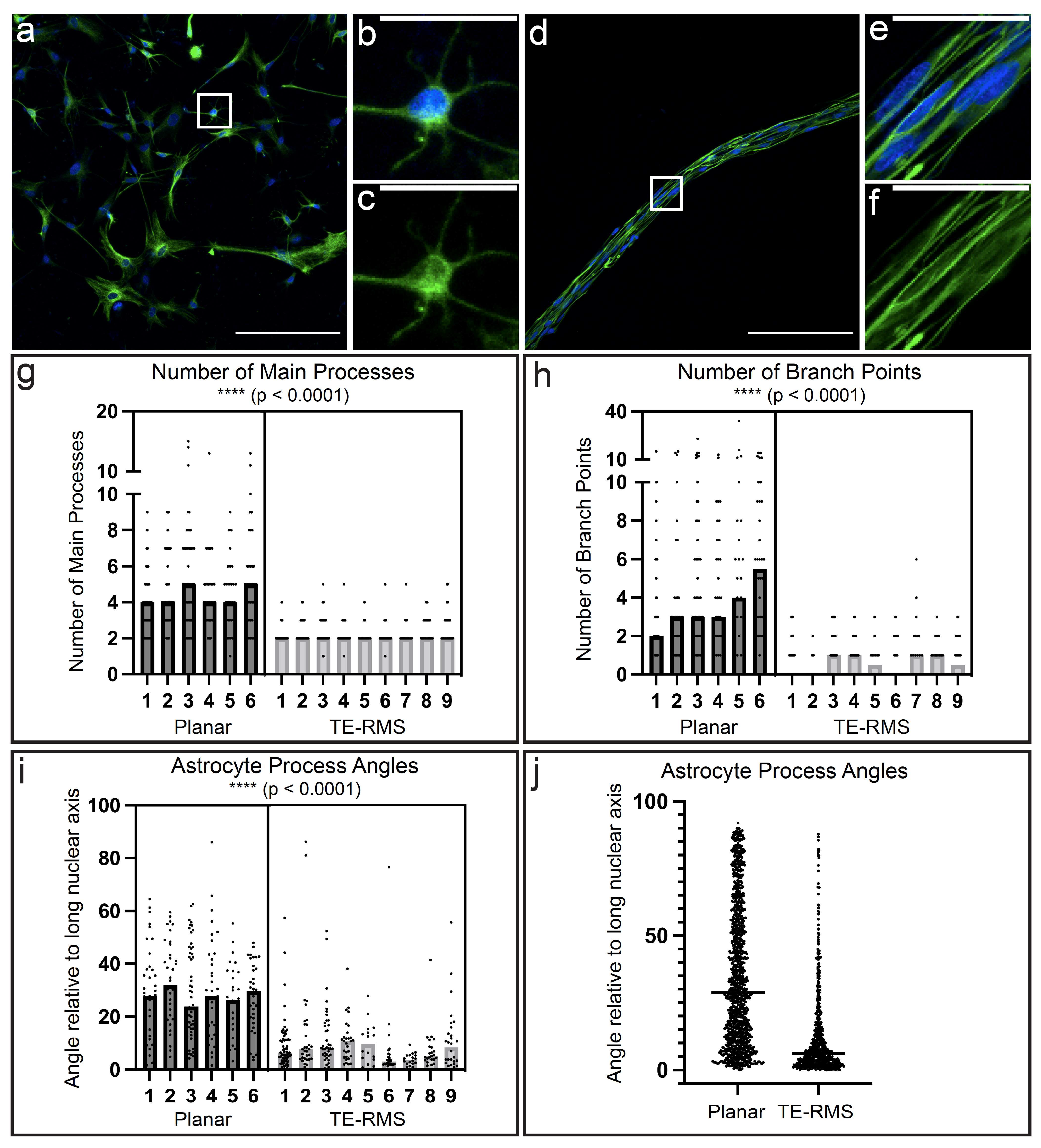 Neuroglia 03 00003 g003