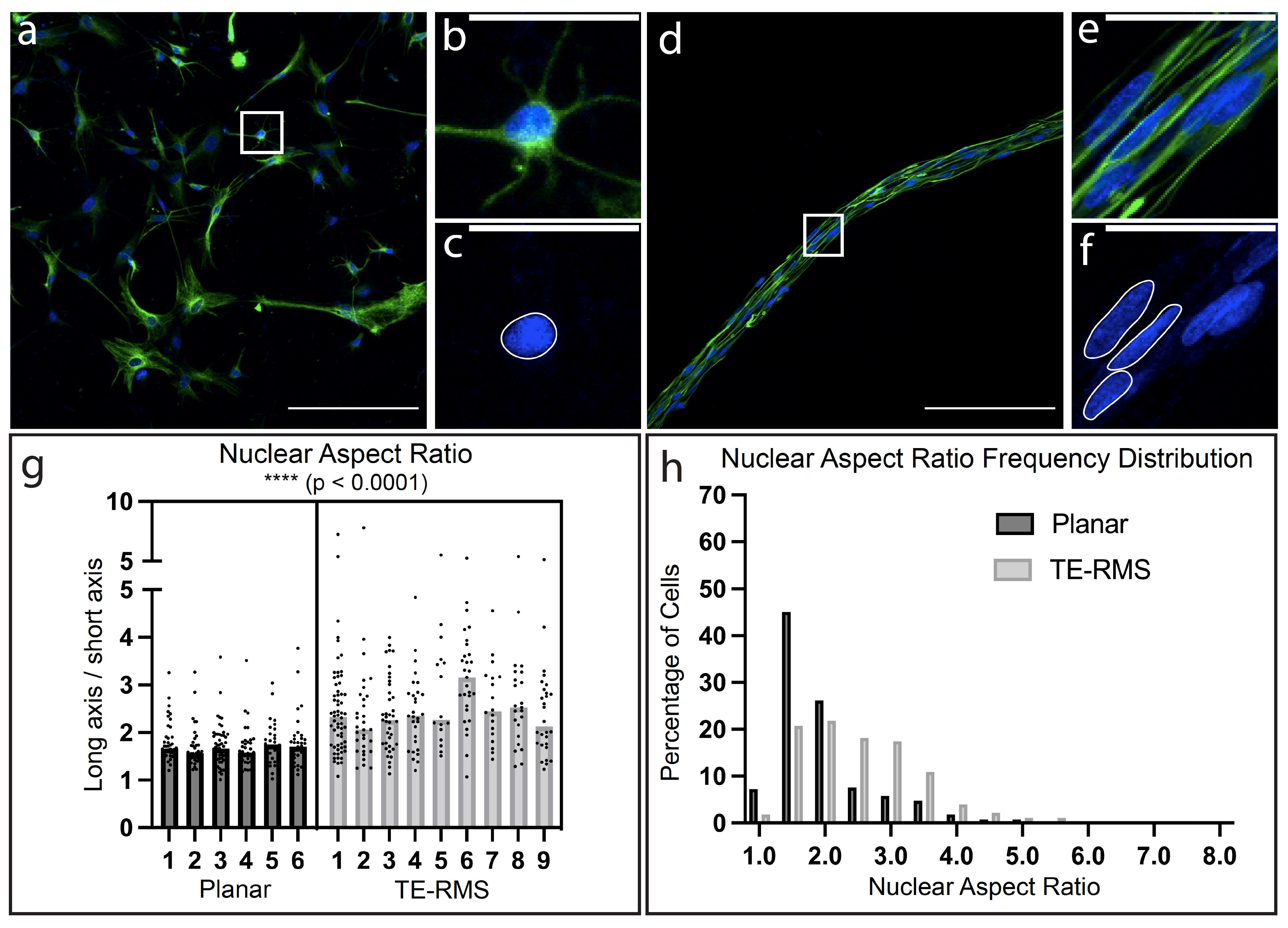 Neuroglia 03 00003 g005