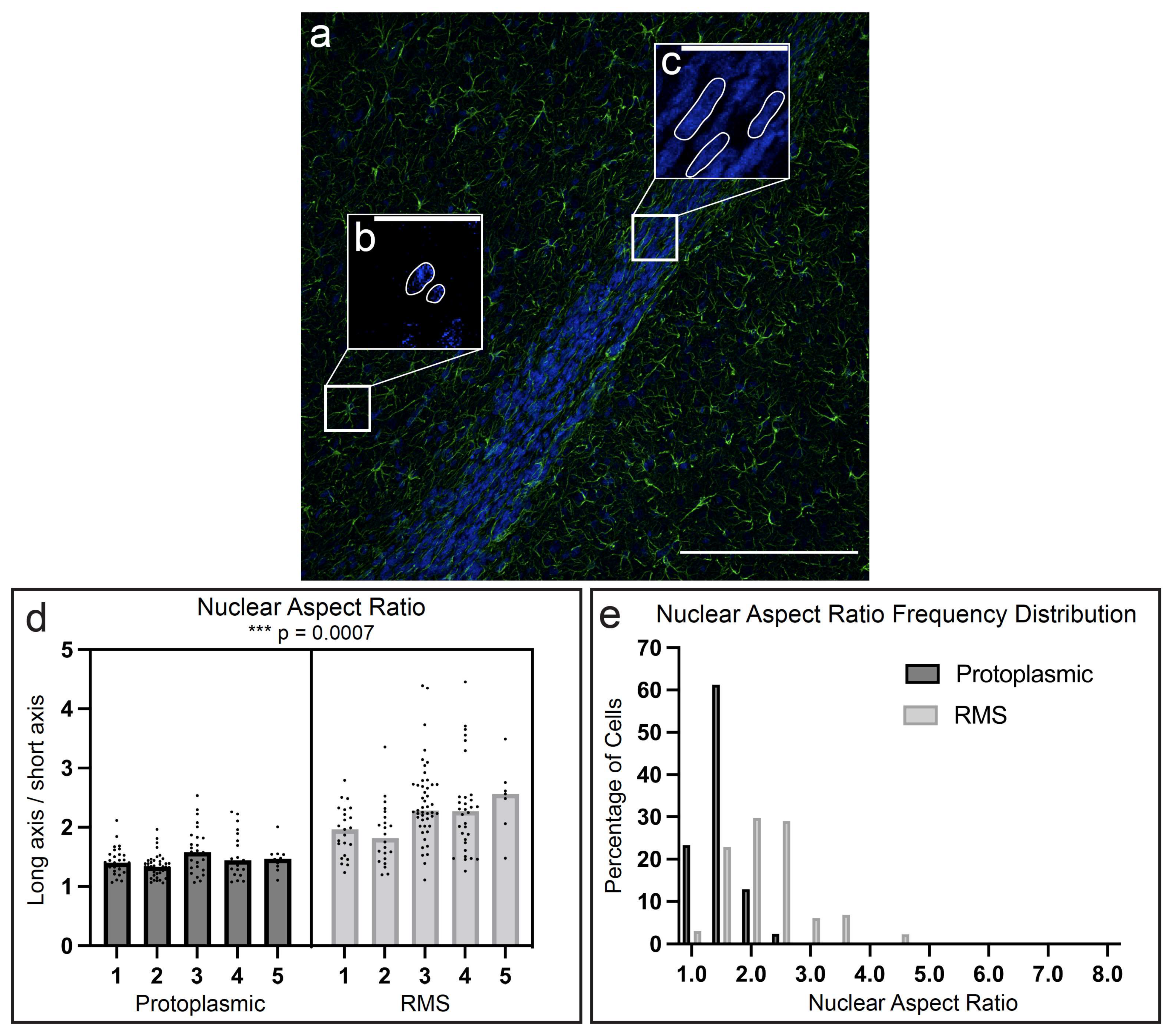 Neuroglia 03 00003 g006