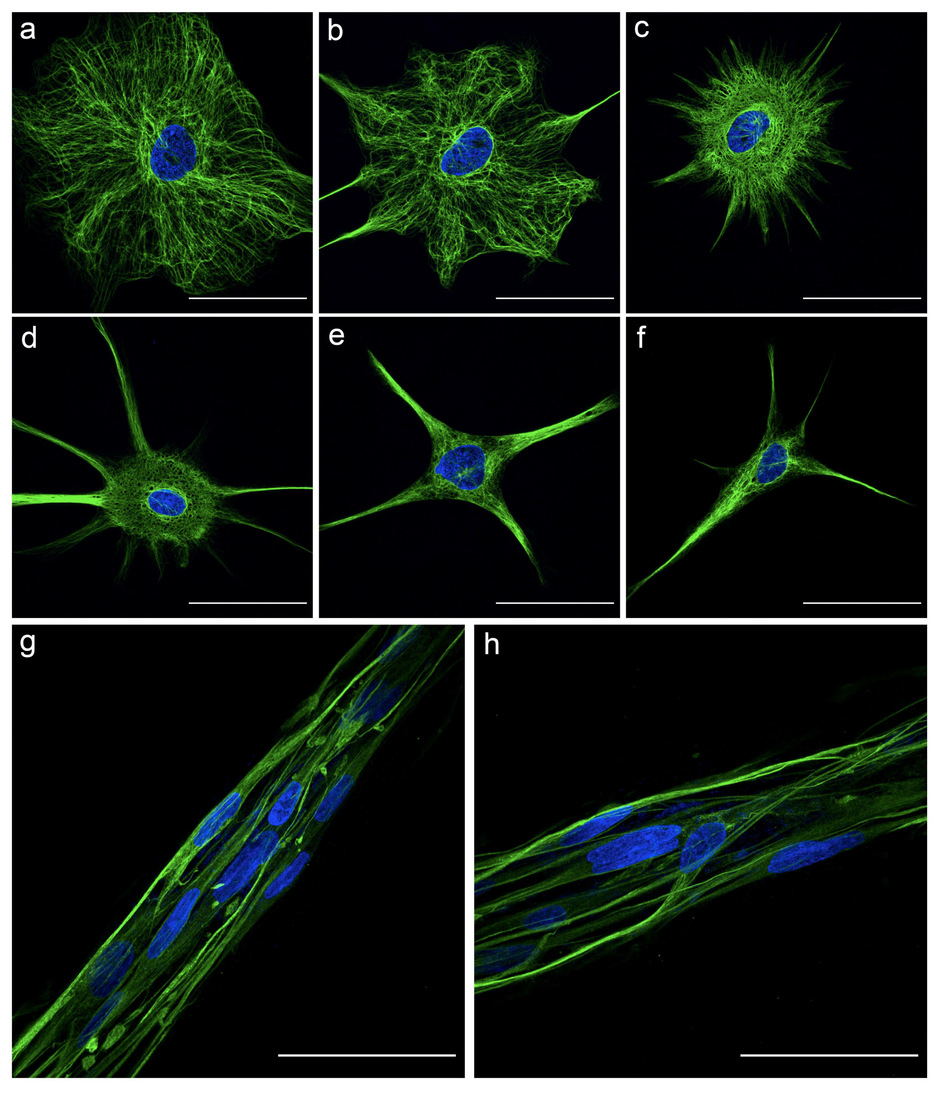 Neuroglia 03 00003 g007