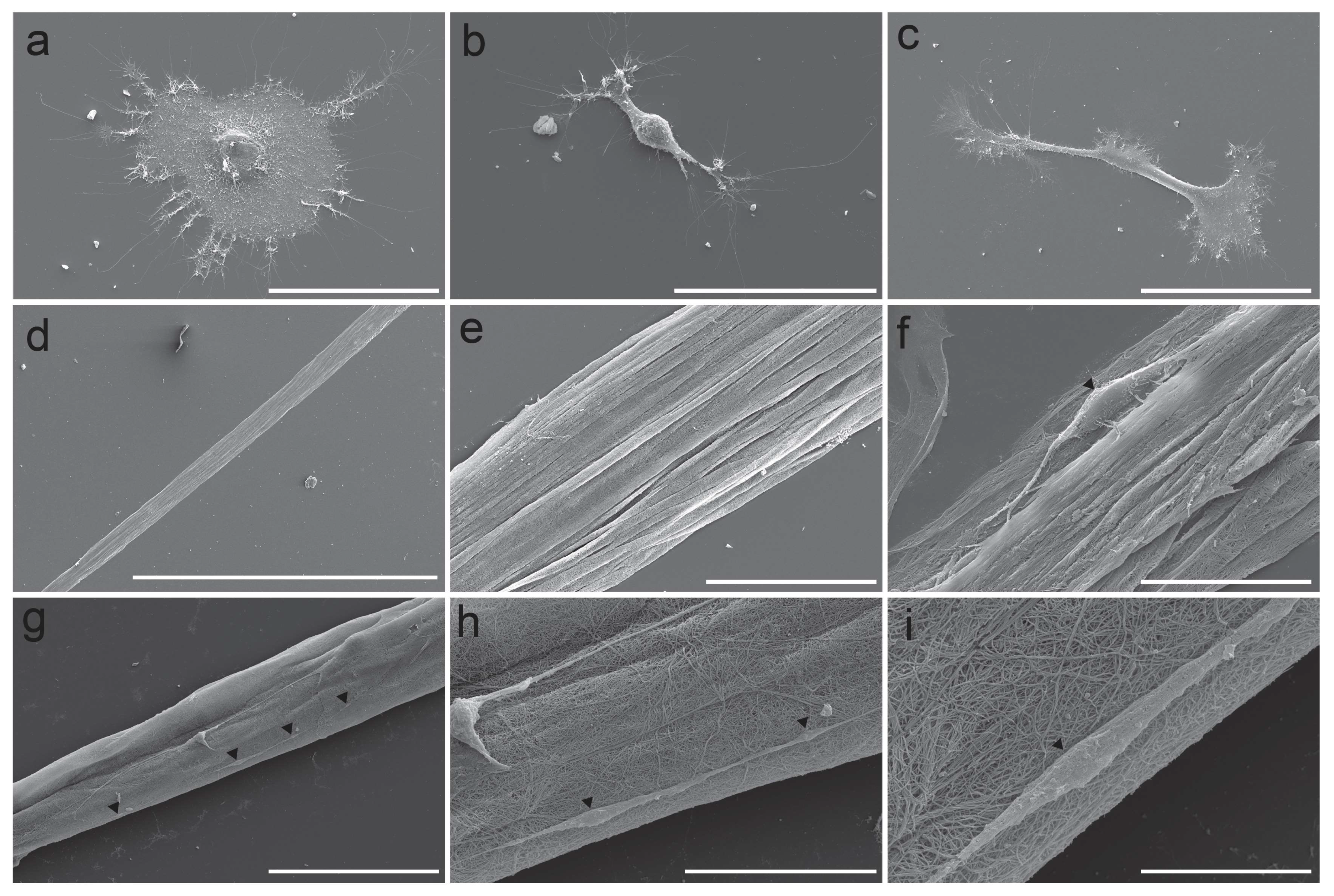 Neuroglia 03 00003 g008