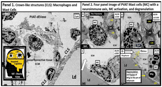 Overview of Neuroglia Activation, Chronic Neuroinflammation
