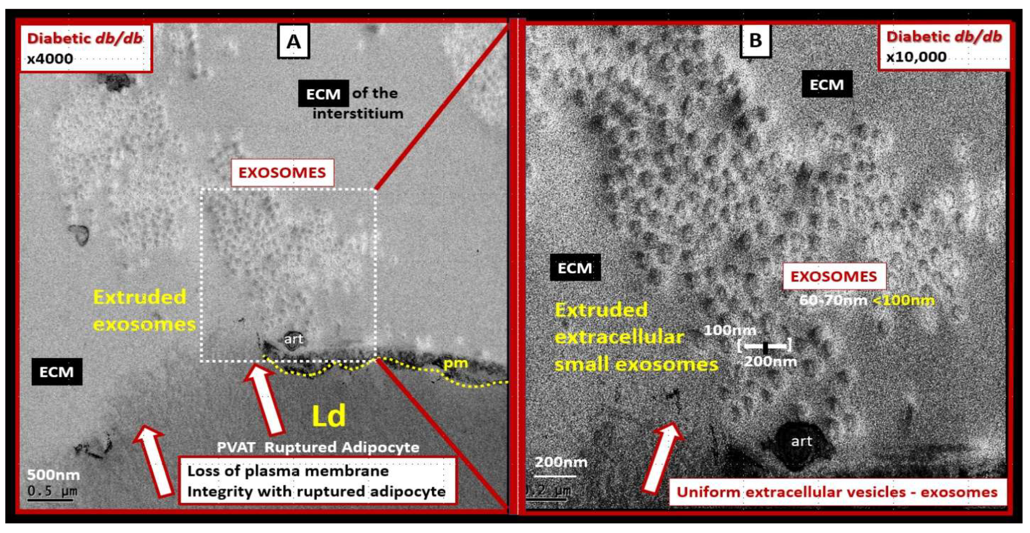 Neuroglia 03 00008 g005 Neuroglia 03 00008 g005