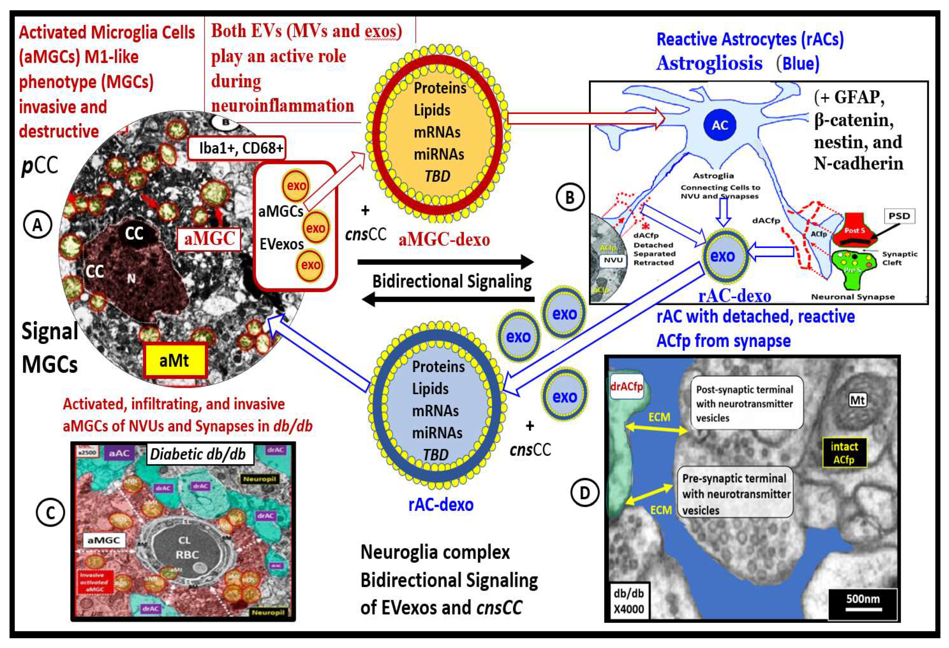 Neuroglia 03 00008 g010 Neuroglia 03 00008 g010