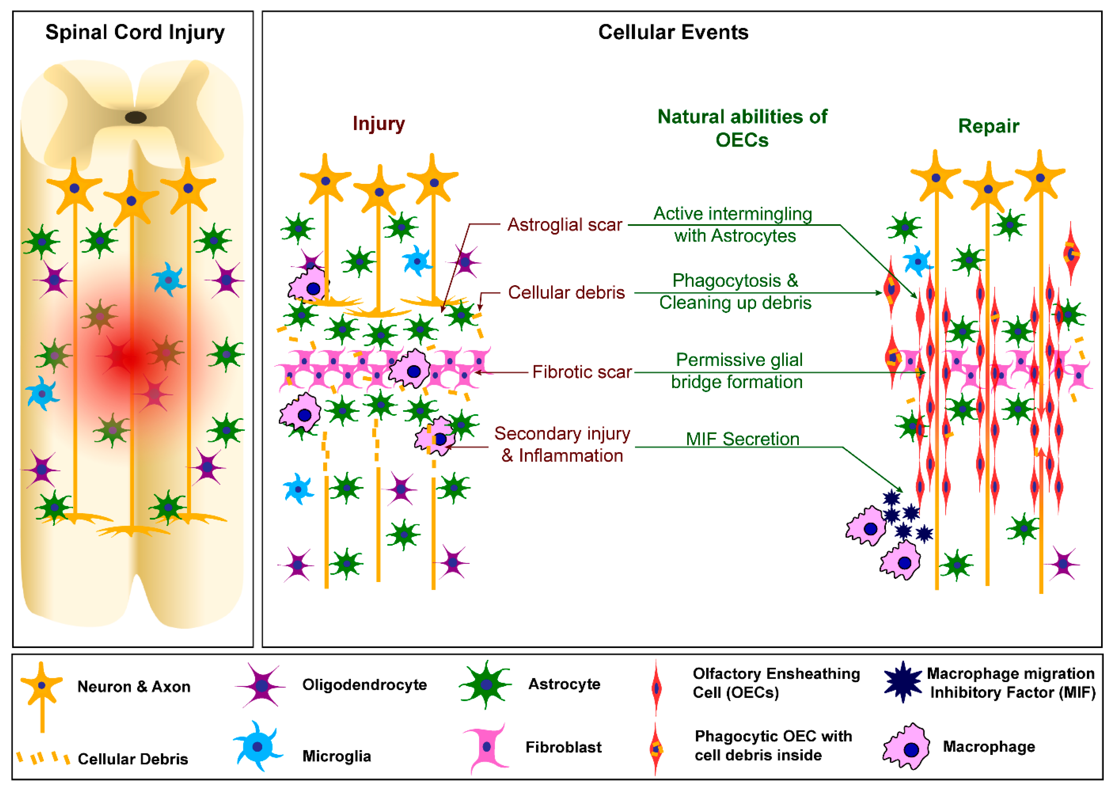 Neuroglia 03 00009 g001 Neuroglia 03 00009 g001