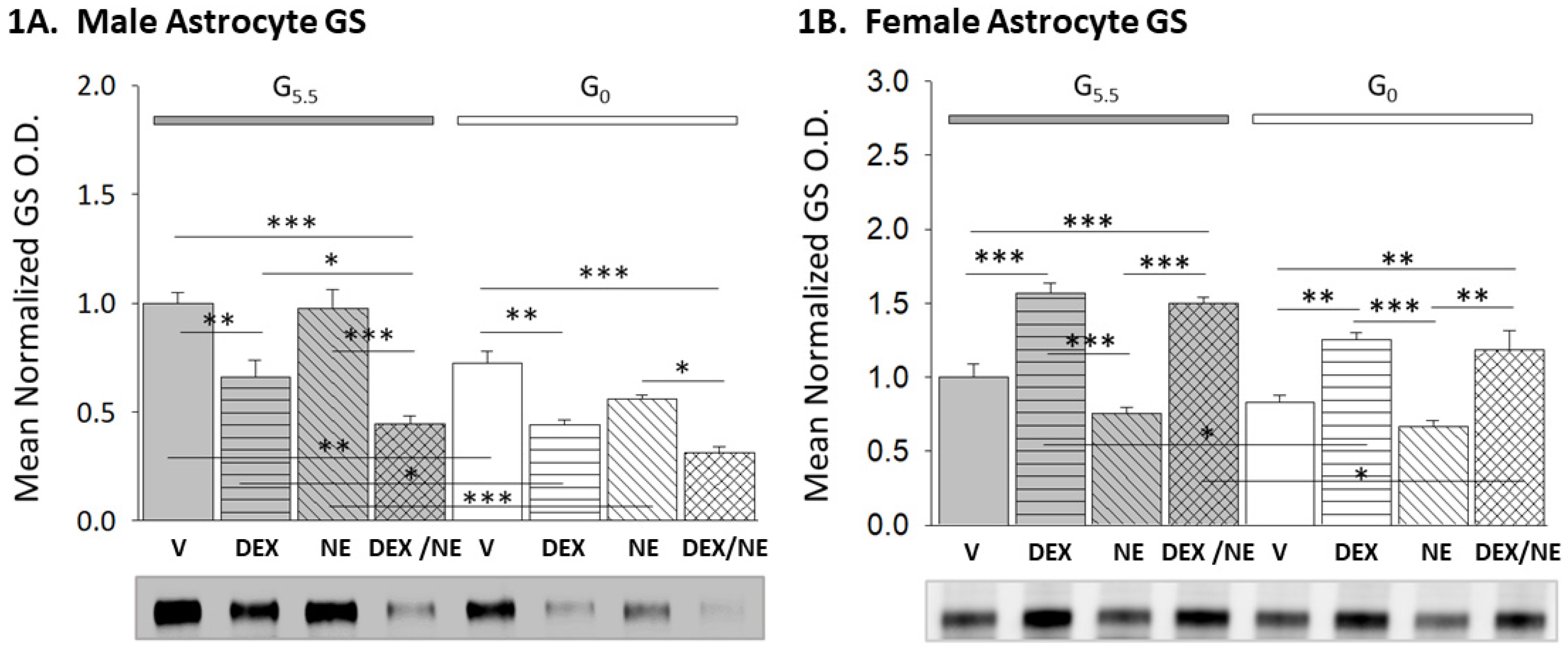 Neuroglia 03 00010 g001 Neuroglia 03 00010 g001