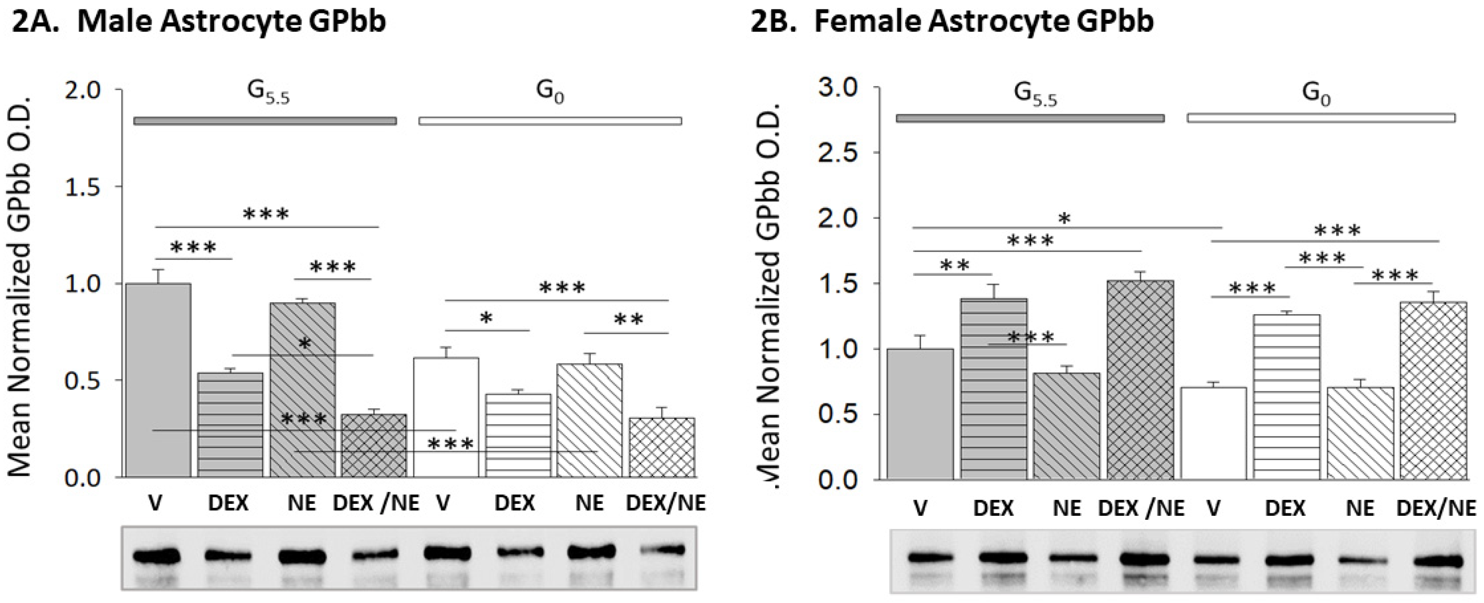 Neuroglia 03 00010 g002 Neuroglia 03 00010 g002