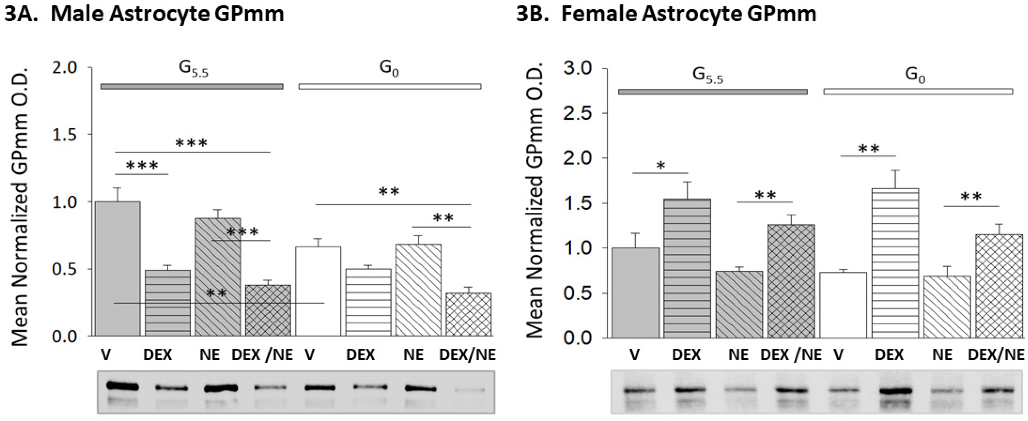 Neuroglia 03 00010 g003 Neuroglia 03 00010 g003