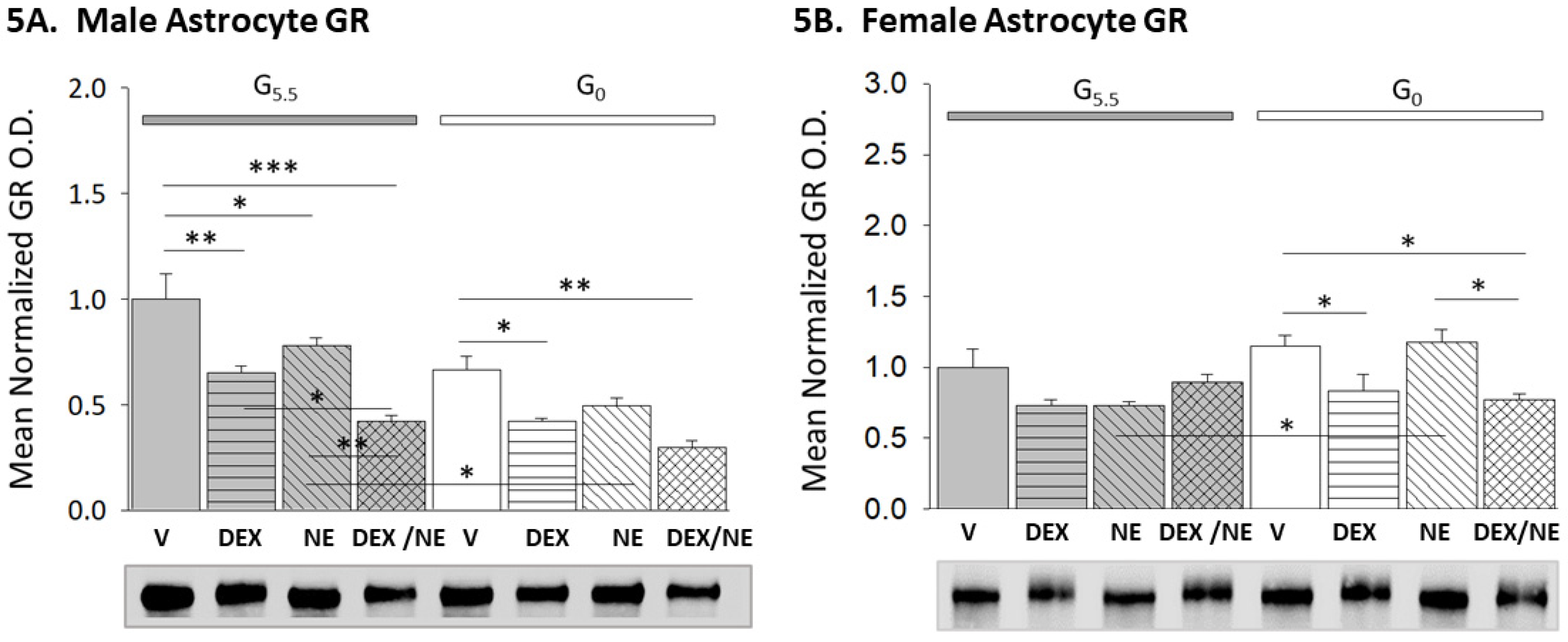 Neuroglia 03 00010 g005 Neuroglia 03 00010 g005
