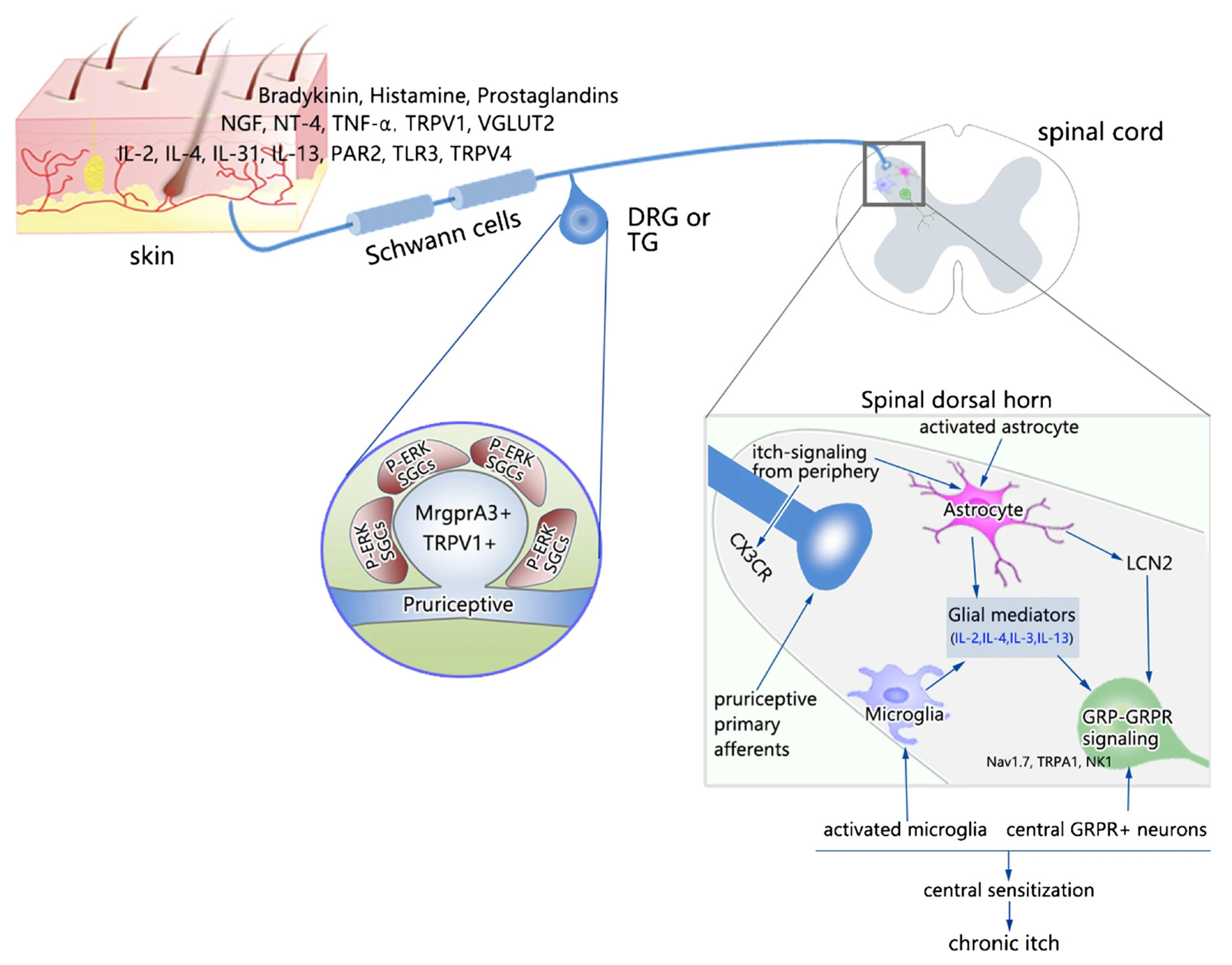 Neuroglia Free Full-Text Contribution of Central and Peripheral Glial Cells in the Development and Persistence of Itch Therapeutic Implication of Glial Modulation