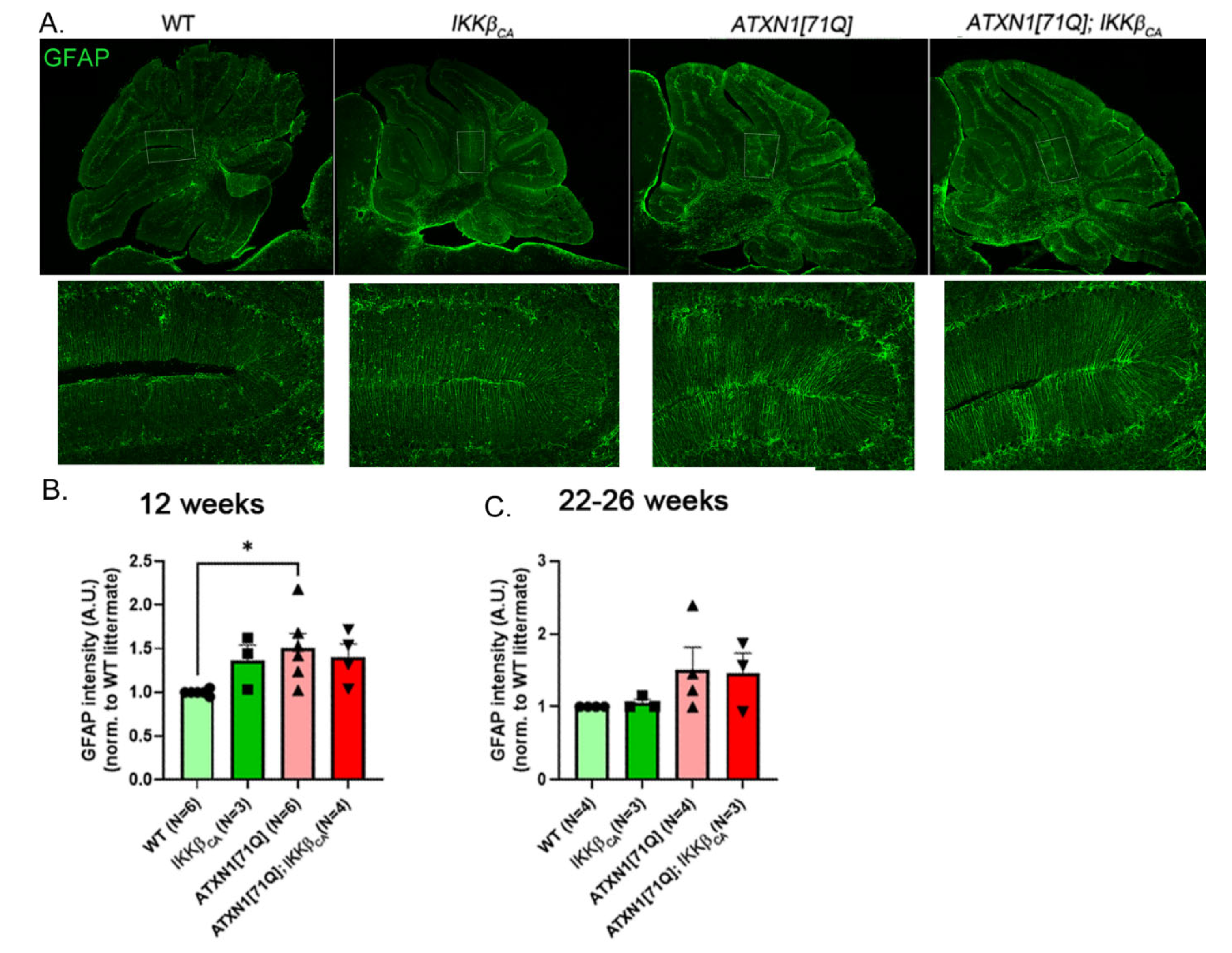 Neuroglia 04 00005 g003 Neuroglia 04 00005 g003