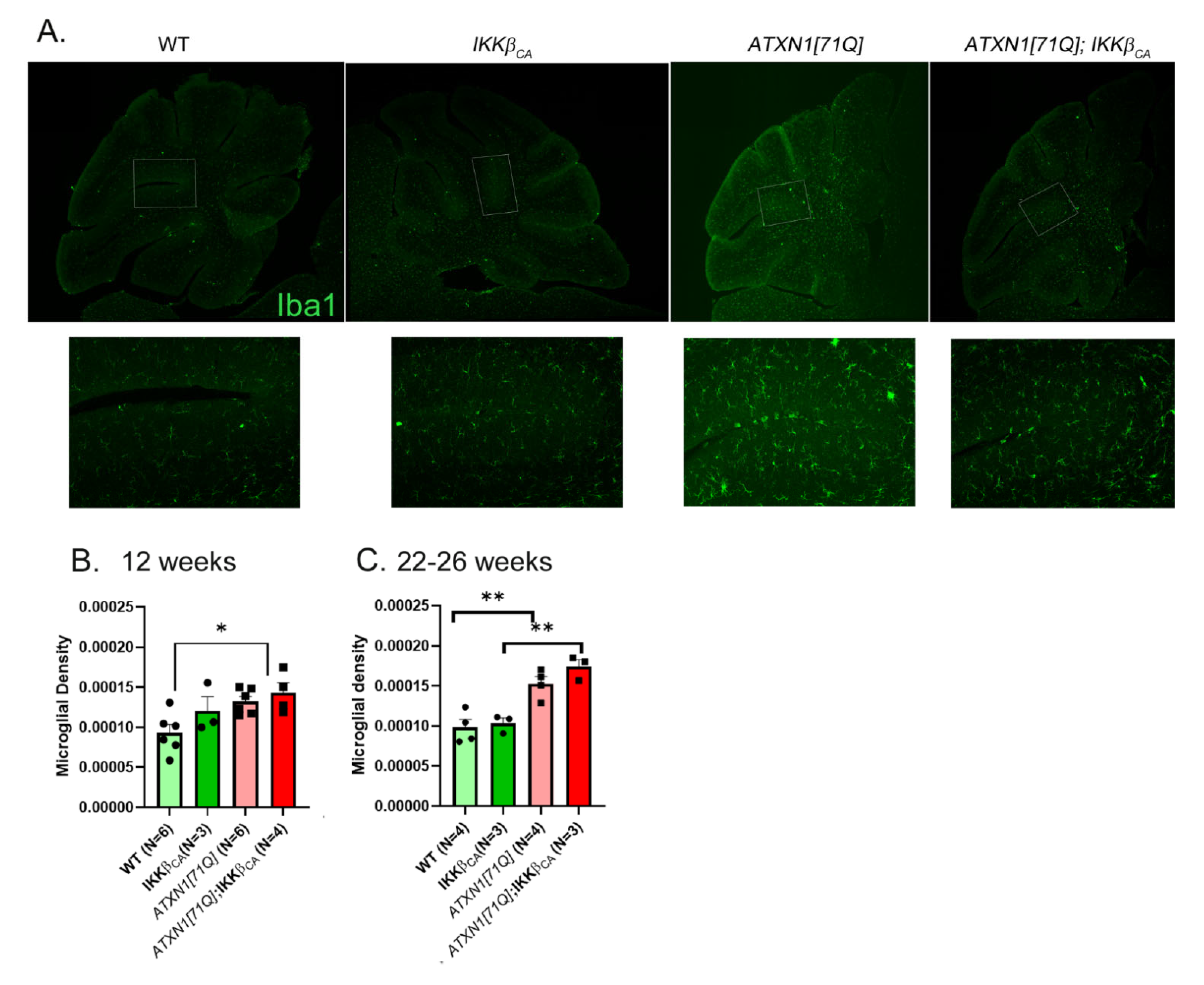 Neuroglia 04 00005 g007 Neuroglia 04 00005 g007
