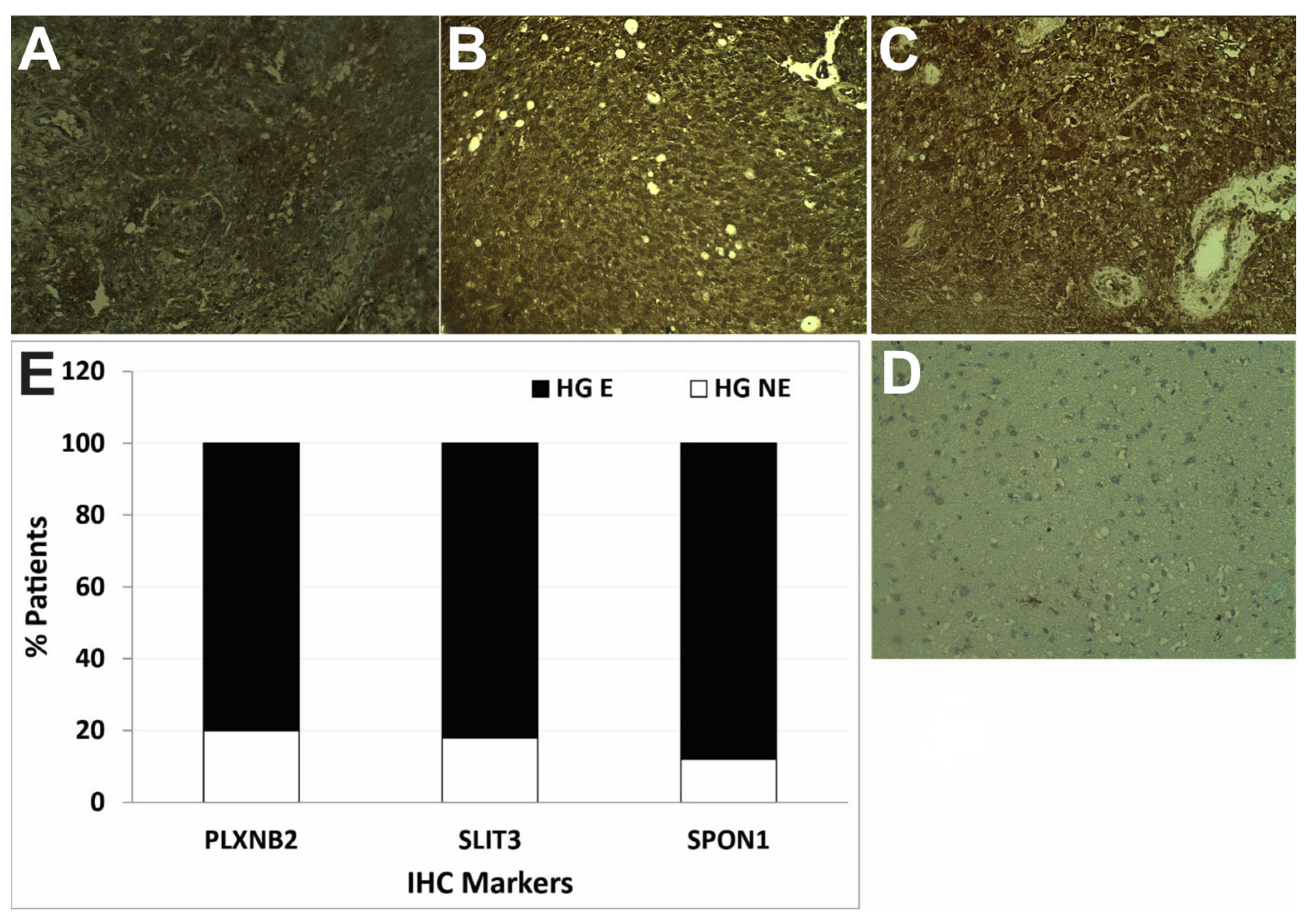 Neuroglia 04 00006 g001