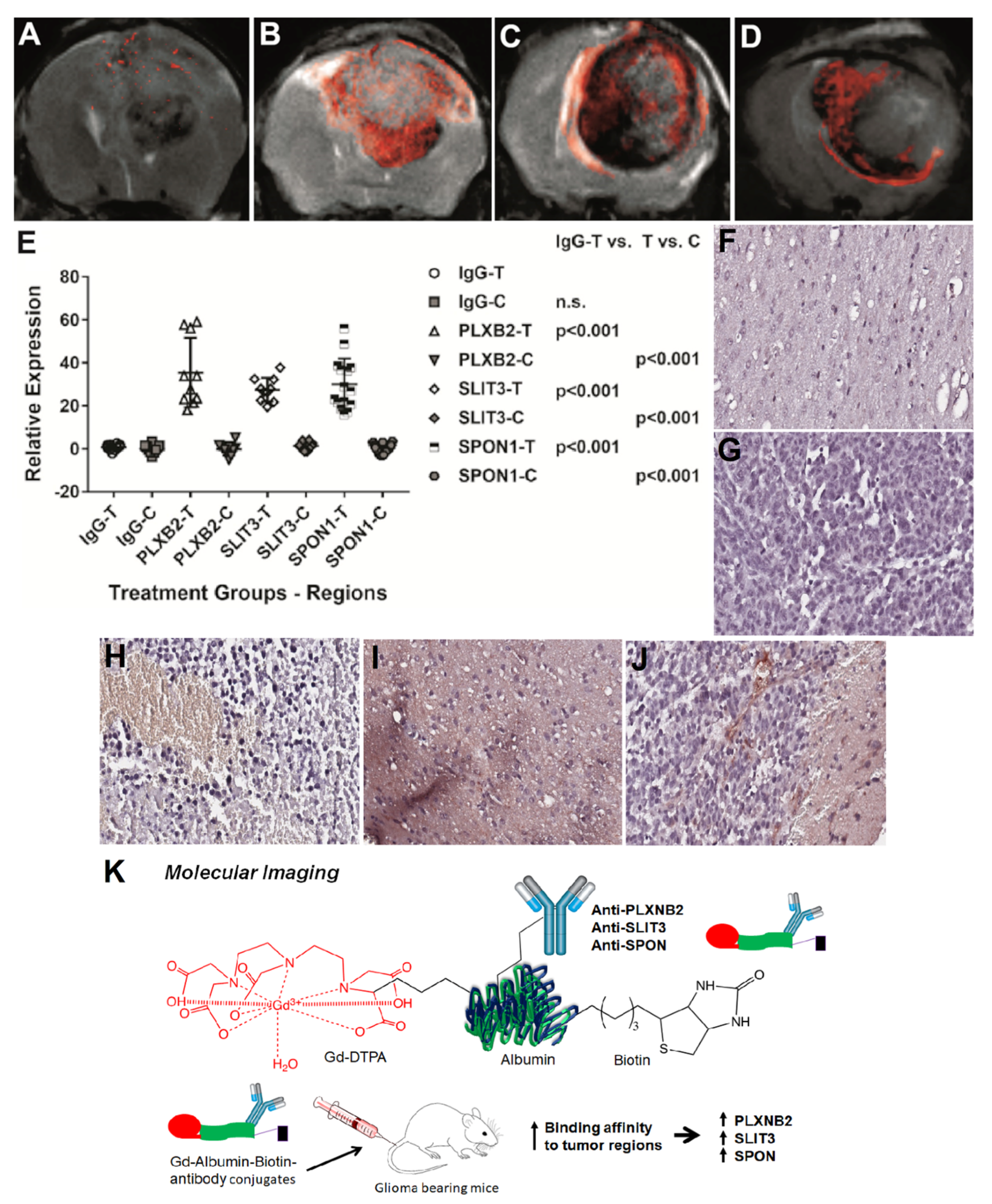 Neuroglia 04 00006 g003