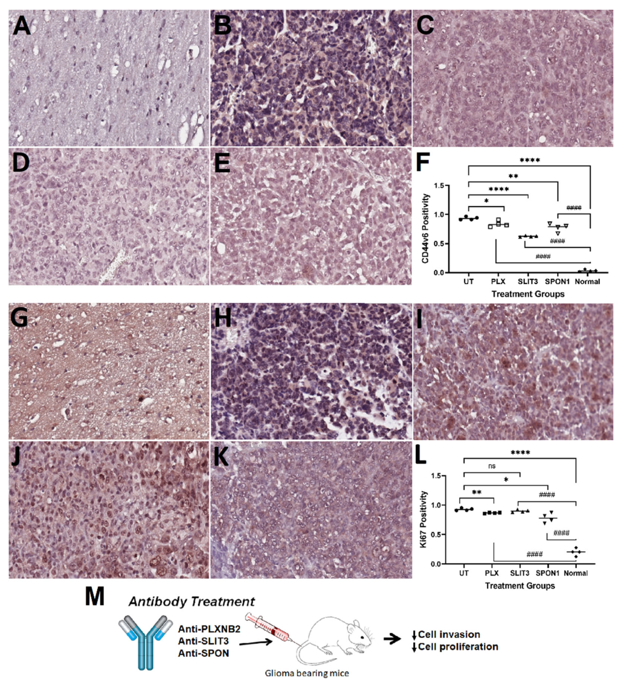 Neuroglia 04 00006 g004