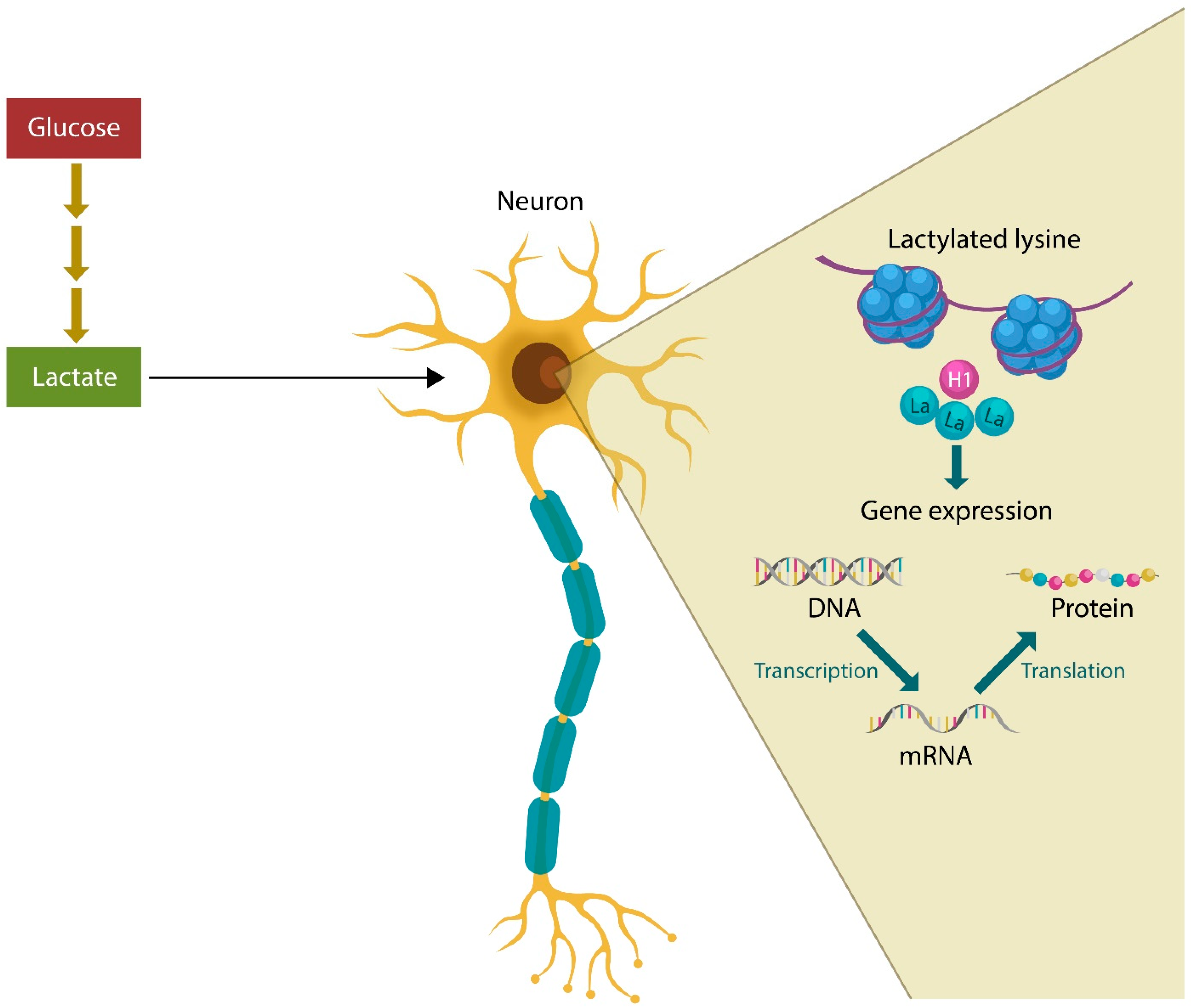 Neuroglia | Free Full-Text | The Role of Lactylation in Mental