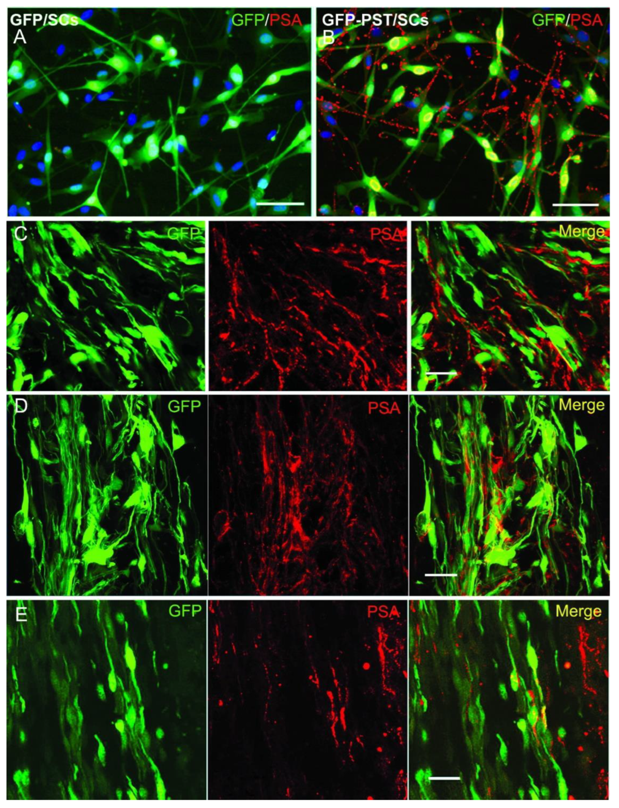 Neuroglia 04 00016 g001