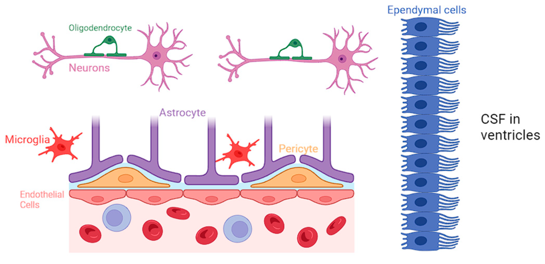 Neuroglia 05 00002 g001