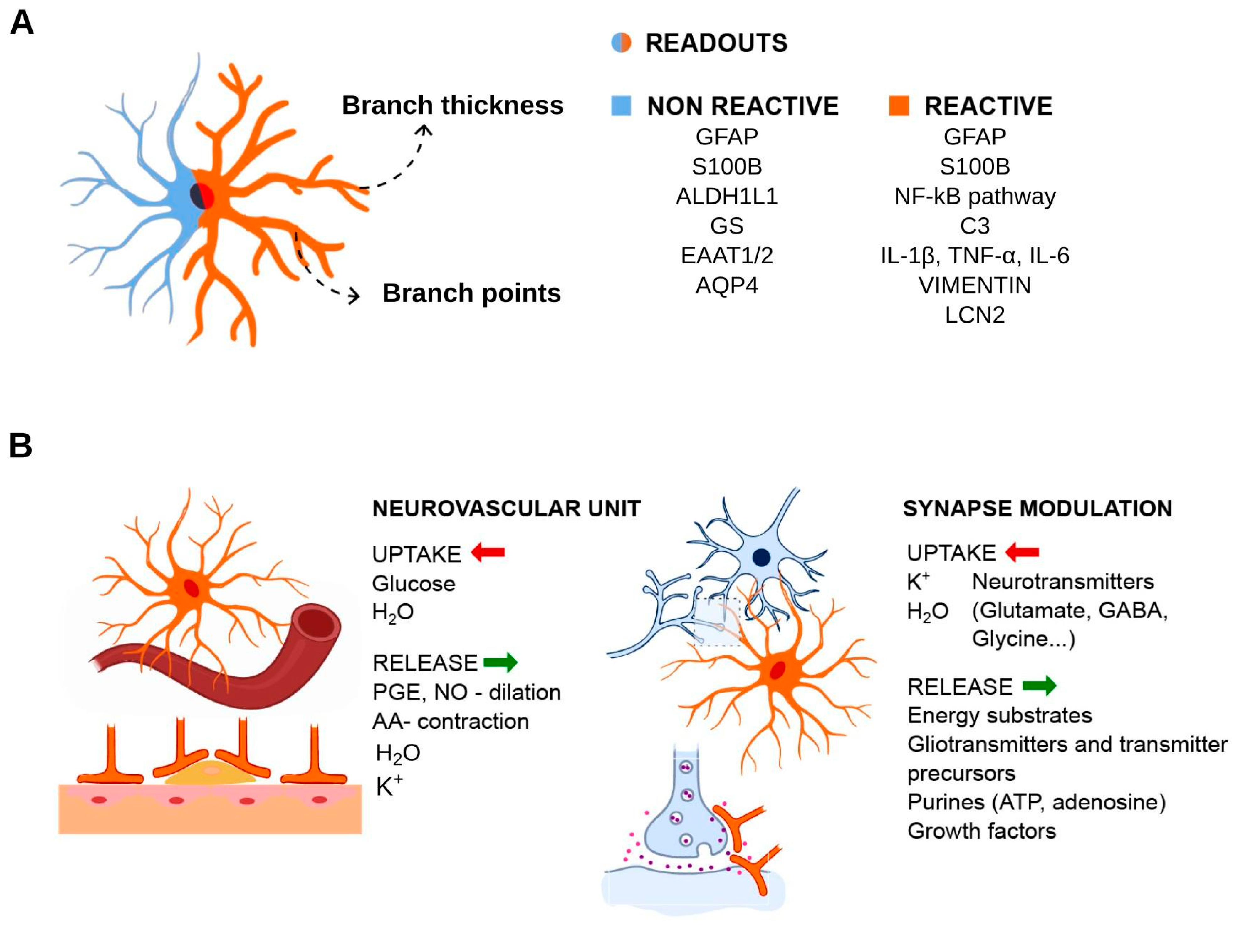 Neuroglia 05 00003 g002