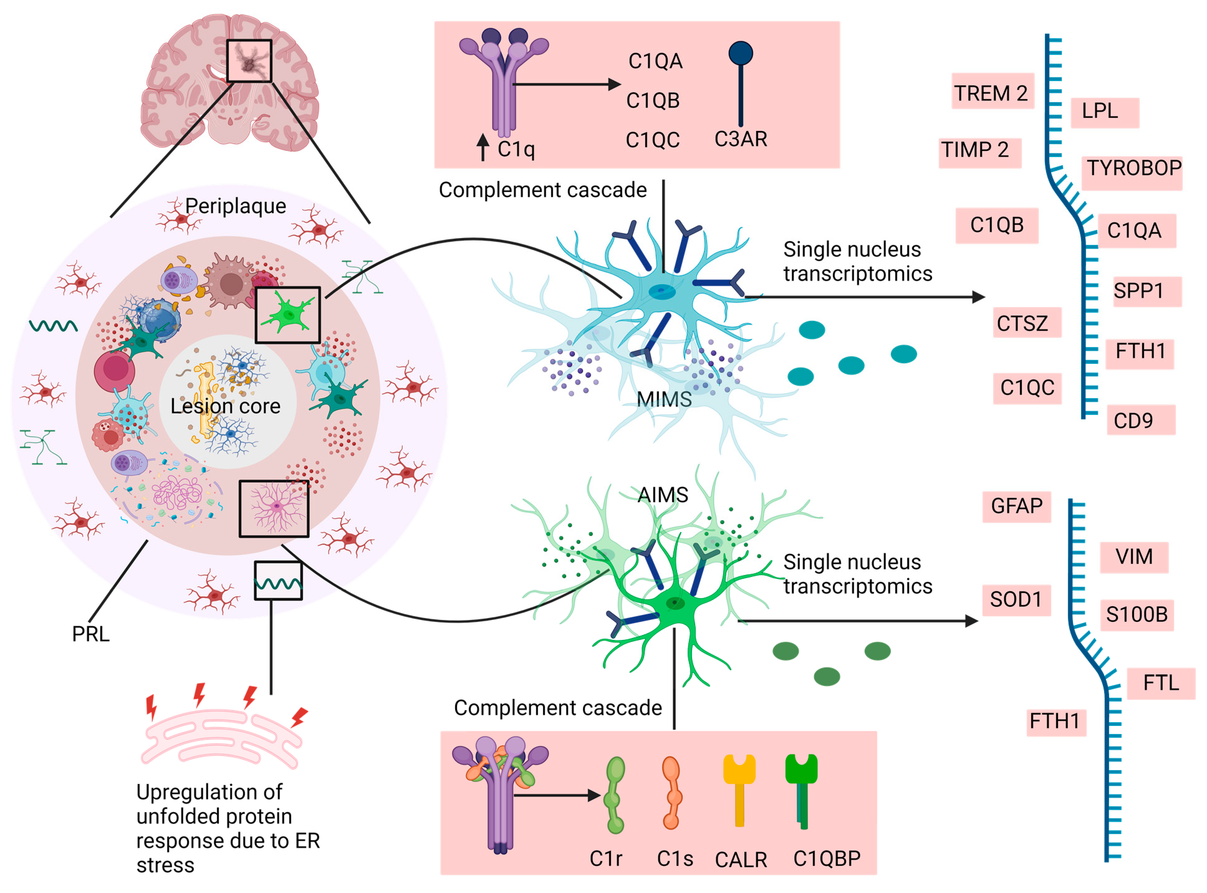 Neuroglia 05 00017 g003