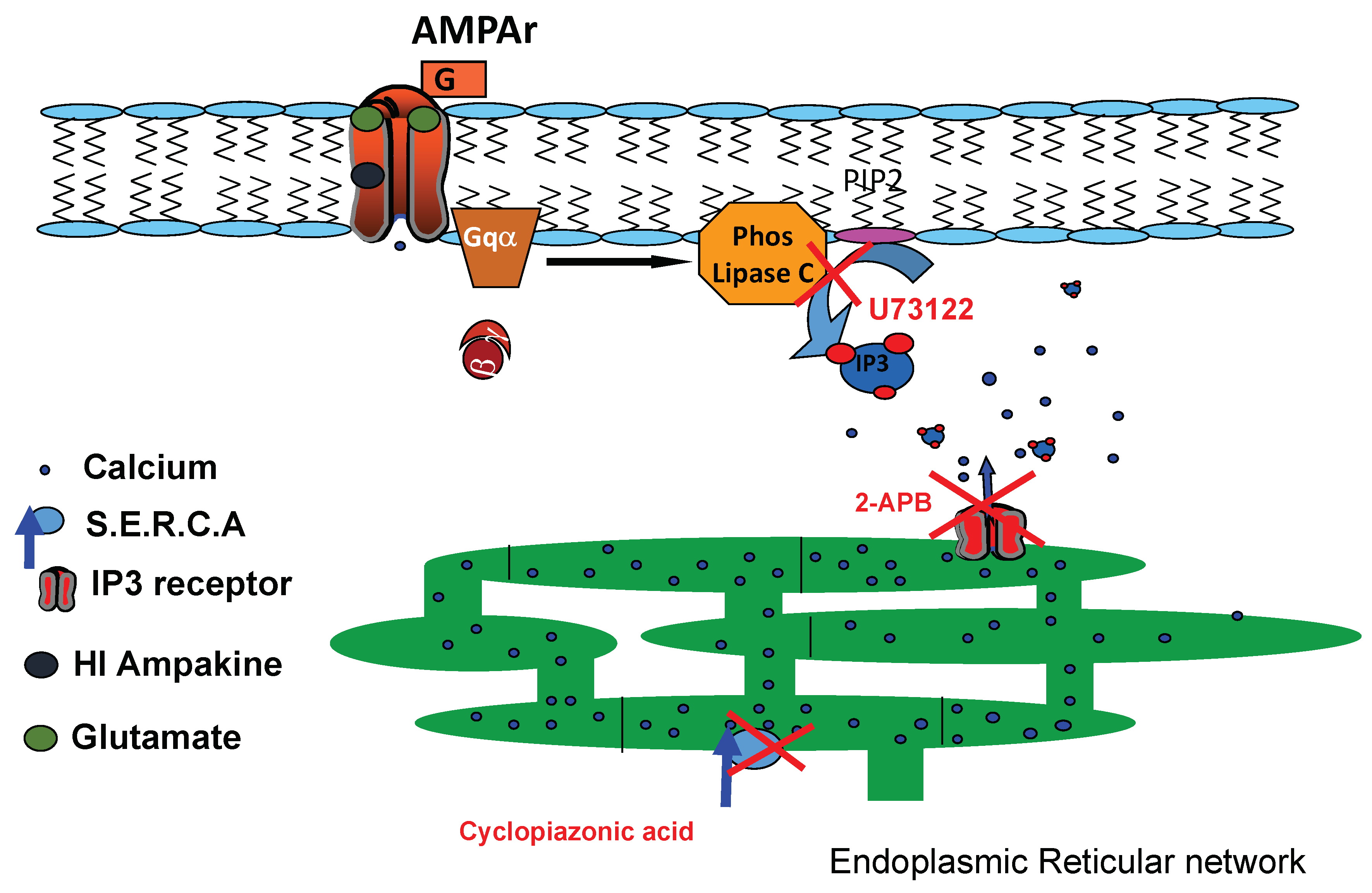 Neuroglia 05 00023 g007 Neuroglia 05 00023 g007